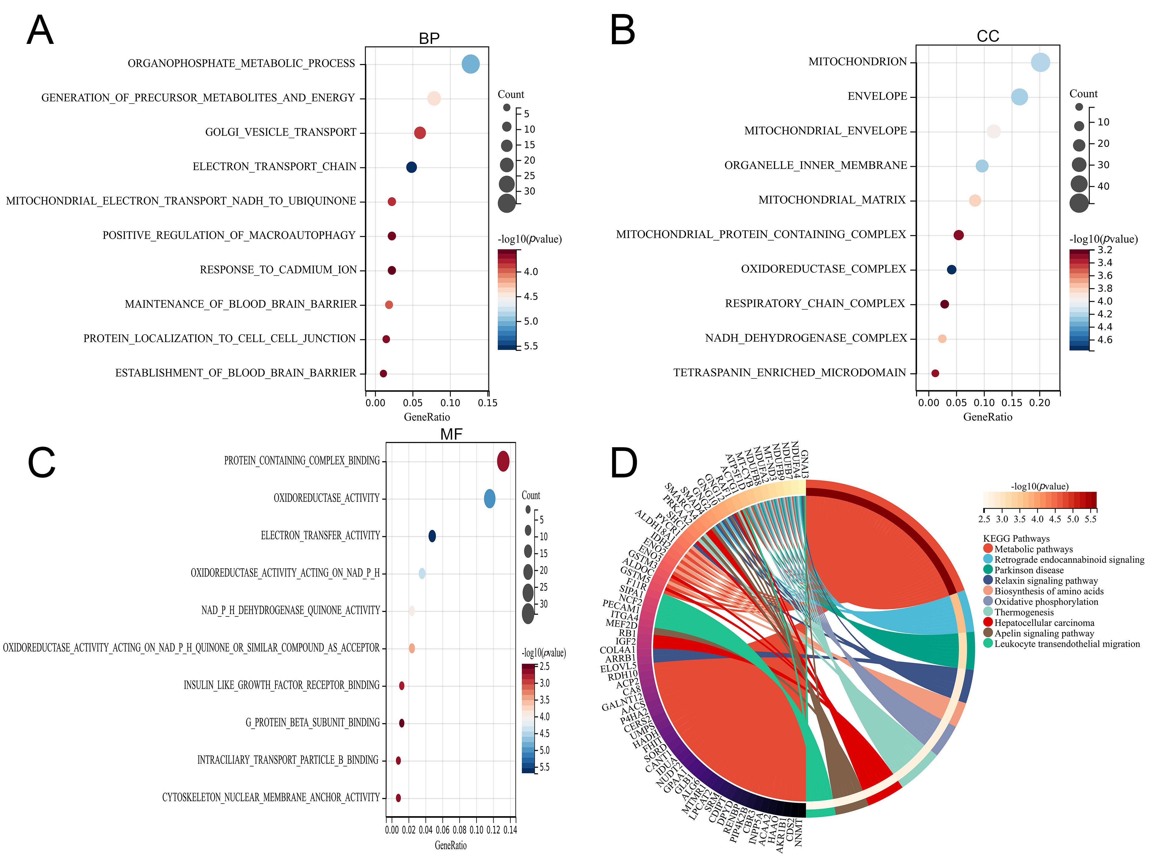 Function analysis of 285 DEGs. (A–C) Gene ontology (GO)
functional annotation of 285 DEGs. (D) KEGG enrichment analysis of 285 DEGs. BP:
biological process; CC: cellular component; MF: molecular function;
ITGA4: Integrin alpha-4; PECAM1: Platelet endothelial cell adhesion
molecule; GNAI3: Guanine nucleotide-binding protein G (I) subunit
alpha-3; SIPA1: Signal-induced proliferation-associated protein 1;
F11R: Junctional adhesion molecule A; GNG2: Guanine
nucleotide-binding protein G (I); PRKAA2: 5′-AMP-activated protein
kinase catalytic subunit alpha-2; GNG10: Guanine nucleotide-binding
protein subunit gamma; MEF2D: MADS-box domain-containing protein;
GNG12: Guanine nucleotide-binding protein subunit gamma; SMAD4:
Mothers against decapentaplegic homolog 4; RAF1: RAF proto-oncogene
serine; ACTG1: Actin, cytoplasmic 2; IGF2: Insulin-like growth
factor II; SHC1: SHC-transforming protein 1; GSTM3: Glutathione
S-transferase Mu 3; RB1: Retinoblastoma-associated protein;
SMARCA4: SWI/SNF related, matrix associated, actin dependent regulator
of chromatin, subfamily a, member 4; NDUFA2: NADH dehydrogenase
(ubiquinone) 1 alpha subcomplex subunit 2; MT-CYB: Mitochondrially
encoded cytochrome b; MT-ND3: NADH-ubiquinone oxidoreductase chain 3;
NDUFB9: NADH dehydrogenase (ubiquinone) 1 beta subcomplex subunit 9;
NDUFB7: NADH dehydrogenase (ubiquinone) 1 beta subcomplex subunit 7;
NDUFA4: NADH dehydrogenase (ubiquinone) 1 alpha subcomplex subunit 4;
ALDOC: Fructose-bisphosphate aldolase C; ENO3: Enolase 3 (beta,
muscle); ENO2: Enolase 2 (gamma, neuronal); IDH2: Isocitrate
dehydrogenase 2 (NADP+), mitochondrial; ALDH18A1:
Delta-1-pyrroline-5-carboxylate synthase; PYCR1: Pyrroline-5-carboxylate
reductase; ARRB1: Arrestin, beta 1; COL4A1: Collagen alpha-1
(IV) chain; NNMT: Nicotinamide N-methyltransferase; CDS2:
CDP-diacylglycerol synthase (phosphatidate cytidylyltransferase) 2;
AKR1B1: Aldo-keto reductase family 1 member B1; HAAO:
3-hydroxyanthranilate 3,4-dioxygenase; ACAA2: Acetyl-CoA acyltransferase
2; INPP5A: Inositol-polyphosphate 5-phosphatase; CBR3: Carbonyl
reductase (NADPH); PIP4K2B: Phosphatidylinositol 5-phosphate 4-kinase
type-2 beta; RENBP: GlcNAc 2-epimerase; DPYD: Dihydropyrimidine
dehydrogenase; CDIPT: CDP-diacylglycerol-inositol
3-phosphatidyltransferase; SRM: Spermidine synthase; LPCAT2:
Lysophosphatidylcholine acyltransferase 2; MTMR1: Myotubularin-related
protein 1; ALG6: Dolichyl pyrophosphate Man9GlcNAc2
alpha-1,3-glucosyltransferase; GLB1: Nitrogen regulatory protein P-II
homolog; GPAA1: Glycosylphosphatidylinositol anchor attachment 1
protein; NUDT2: Nudix (nucleoside diphosphate linked moiety X)-type
motif 2; IDUA: Alpha-L-iduronidase; CANT1: Calcium activated
nucleotidase 1; SORD: Sorbitol dehydrogenase; FHIT: Fragile
histidine triad; HADH: Hydroxyacyl-CoA dehydrogenase; UMPS:
Uridine monophosphate synthetase; CERS2: Ceramide synthase 2;
P4HA2: Procollagen-proline 4-dioxygenase; AACS: Acetoacetyl-CoA
synthetase; GALNT12: Polypeptide N-acetylgalactosaminyltransferase 12;
CA8: Carbonic anhydrase VIII; ACP2: Acid phosphatase 2,
lysosomal; RDH10: Retinol dehydrogenase 10; ELOVL5: Elongation
of very long chain fatty acids protein 5.