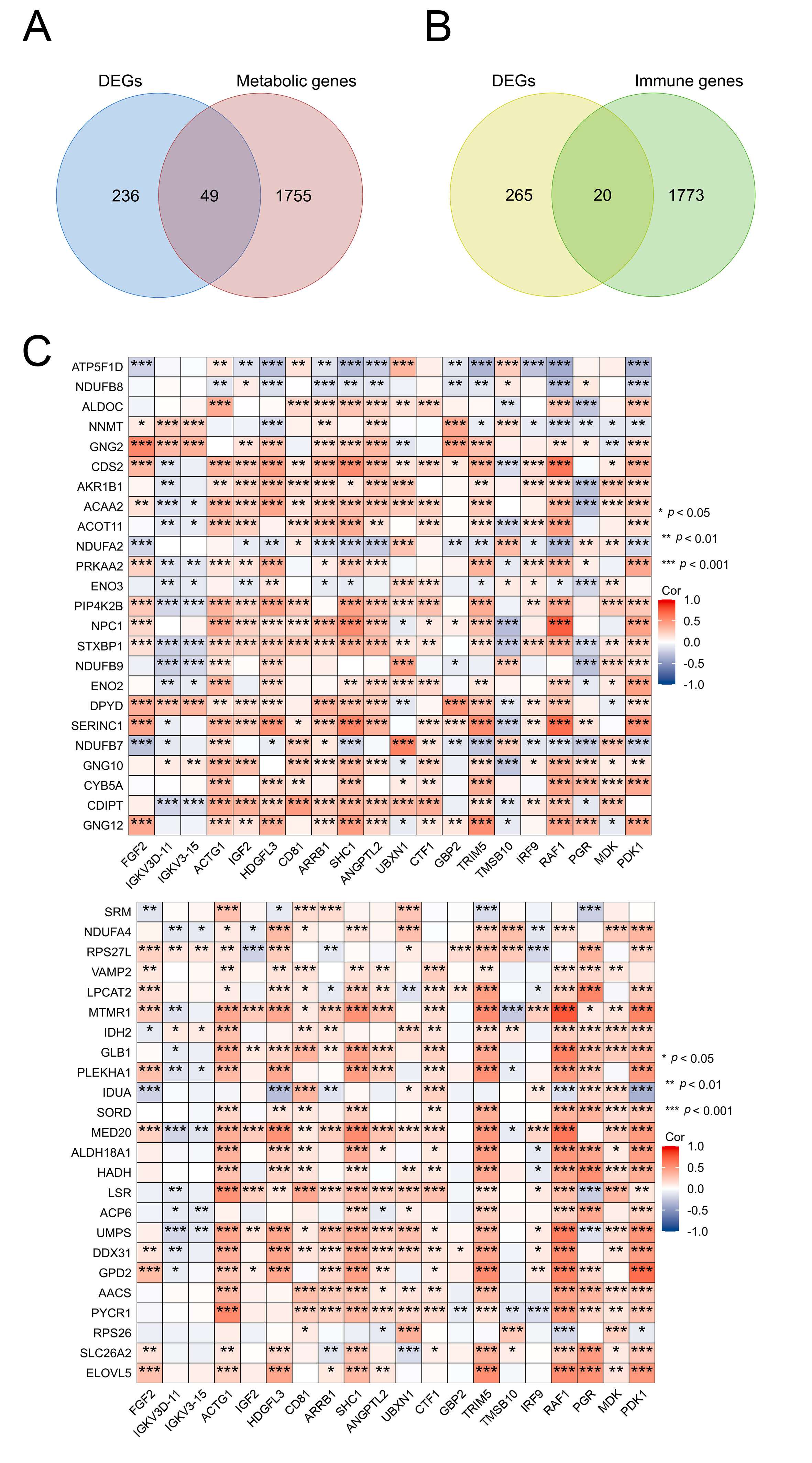 Screening immune-related metabolic genes (IRMGs). (A) Venn
diagram of 49 metabolic-DEGs obtained based on the intersection between metabolic
genes and DEGs. (B) Venn diagram of 20 immune-DEGs obtained based on the
intersection between immune genes and DEGs. (C) The correlation between 49
metabolic-DEGs and 20 immune-DEGs in EC patients.
*p < 0.05, **p < 0.01, ***p < 0.001. Cor: correlation;
ACOT11: Acyl-coenzyme A thioesterase 11; NPC1: NPC
intracellular cholesterol transporter 1; STXBP1: Syntaxin-binding protein
1; SERINC1: Serine incorporator 1; CYB5A: Cytochrome b5
heme-binding domain-containing protein; RPS27L: Ribosomal protein
S27-like; VAMP2: Synaptobrevin-2; PLEKHA1: Pleckstrin homology
domain-containing family A member 1; MED20: Mediator of RNA polymerase
II transcription subunit 20; LSR: Lipolysis-stimulated lipoprotein
receptor; ACP6: Lysophosphatidic acid phosphatase type 6;
DDX31: DEAD (Asp-Glu-Ala-Asp) box polypeptide 31; GPD2:
Glycerol-3-phosphate dehydrogenase, mitochondrial; RPS26: Ribosomal
protein S26-like; SLC26A2: Sulfate transporter; PDK1:
Protein-serine; IGKV3-15: Immunoglobulin kappa variable 3-15;
HDGFL3: PWWP domain-containing protein; CD81: Tetraspanin;
ANGPTL2: Angiopoietin-related protein 2; UBXN1: UBX
domain-containing protein 1; CTF1: Cardiotrophin-1; GBP2:
Guanylate-binding protein 2; TRIM5: Tripartite motif-containing protein
5; TMSB10: Thymosin beta-10; IRF9: Interferon regulatory factor
9; PGR: Progesterone receptor; MDK: Midkine.
