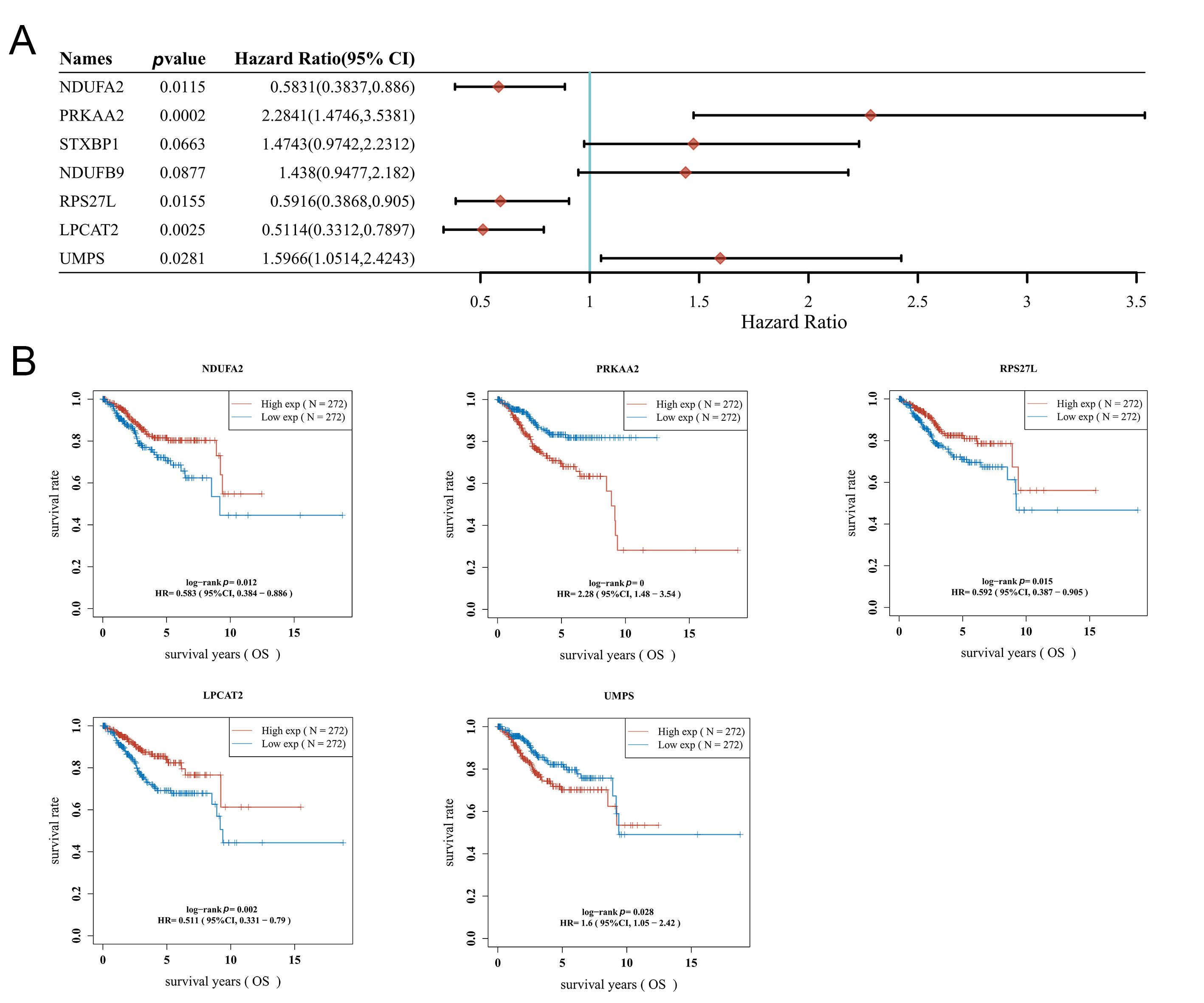 The hub genes of prognostic model. (A) The 7 hub genes screened
out from LASSO in the TCGA-UCEC cohort were used to generate a forest plot of a
univariate cox regression model. (B) Kaplan-Meier curves of NDUFA2,
PRKAA2, RPS27L, LPCAT2 and UMPS. High exp:
High expression; Low exp: Low expression; NDUFA2: NADH dehydrogenase
(ubiquinone) 1 alpha subcomplex subunit 2; PRKAA2: 5′-AMP-activated protein
kinase catalytic subunit alpha-2; STXBP1: Syntaxin-binding protein
1; NDUFB9: NADH dehydrogenase (ubiquinone) 1 beta subcomplex subunit 9; RPS27L: Ribosomal protein
S27-like; LPCAT2:
Lysophosphatidylcholine acyltransferase 2; UMPS:
Uridine monophosphate synthetase; OS: Overall Survival; CI: Confidence Interval; HR: Harzad Rate.