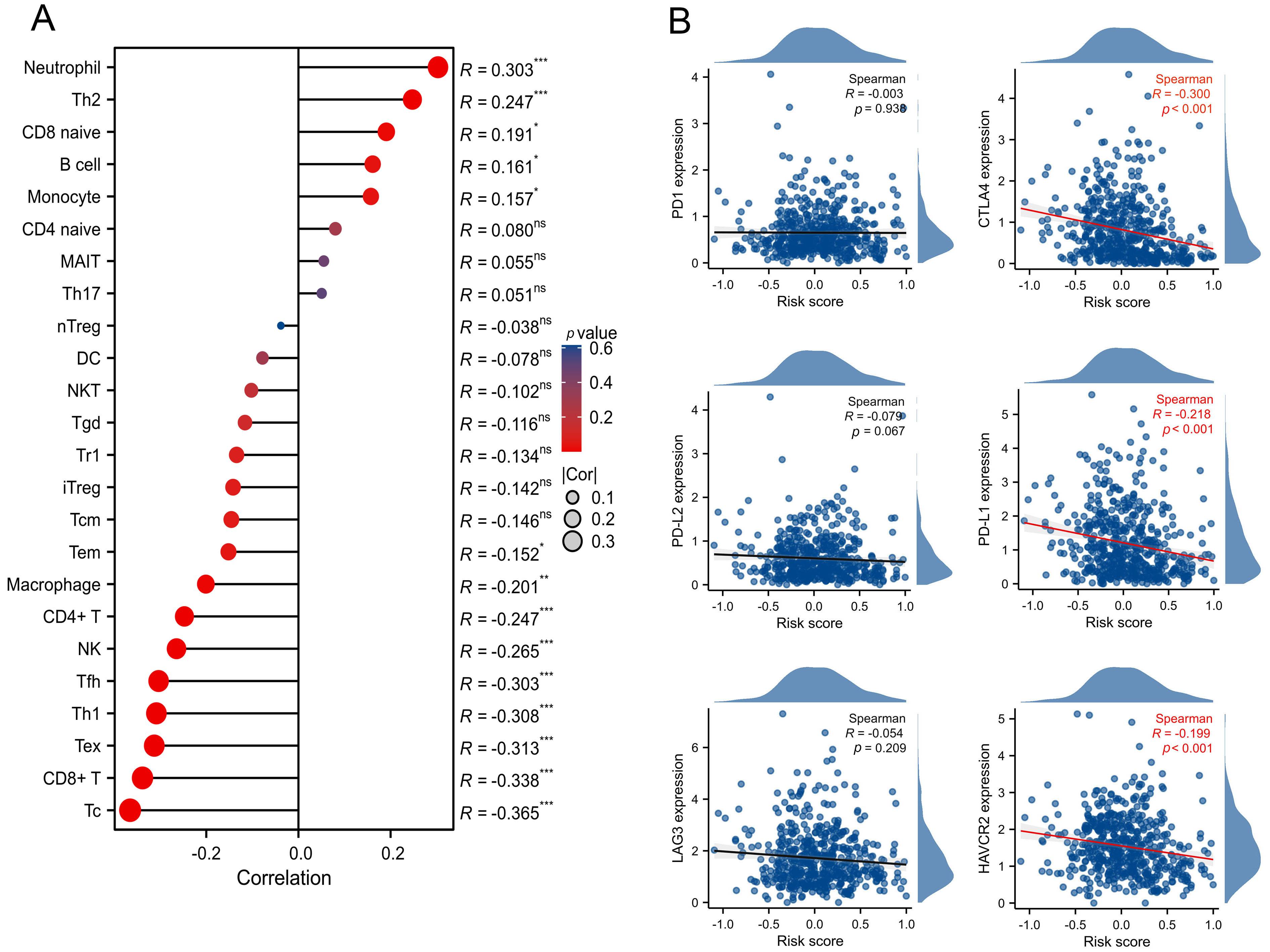 Immune activity analysis of the IRMPS model. (A) Correlation
among the relative abundances of 24 tumor-infiltrating lymphocytes (TILs) and
IRMPS model based on ImmuCellAI online tool. (B) Correlation between immune
checkpoint and IRMPS model, including PD1, CTLA4, PD-L1, PD-L2, LAG3 and HAVCR2.
*p < 0.05, **p < 0.01, ***p < 0.001. Th1: type I helper T cell;
Th2: type II helper T cell; MAIT: mucosal-associated invariant T cell; NK:
natural killer cell; NKT: natural killer T cell; DC: dendritic cells; Tgd: gamma
delta T cell; Tcm: central memory T cell; Tem: effector memory T cell; Treg:
regulatory T cell; Tr1: tregulatory1; Tc: cytotoxic T cell; CD8: cluster of
differentiation 8; CD4: cluster of differentiation 4; Tex: exhausted T cell; Tfh:
T cell follicular helper; PD-1: program death protein 1; PD-L1: program death
ligand 1; PD-L2: program death ligand 2; CTLA-4: cytotoxic
T-lymphocyte-associated antigen-4; LAG3: lymphocyte activation gene-3; HAVCR2:
hepatitis A virus-cellular receptor 2; ns: non-significant.