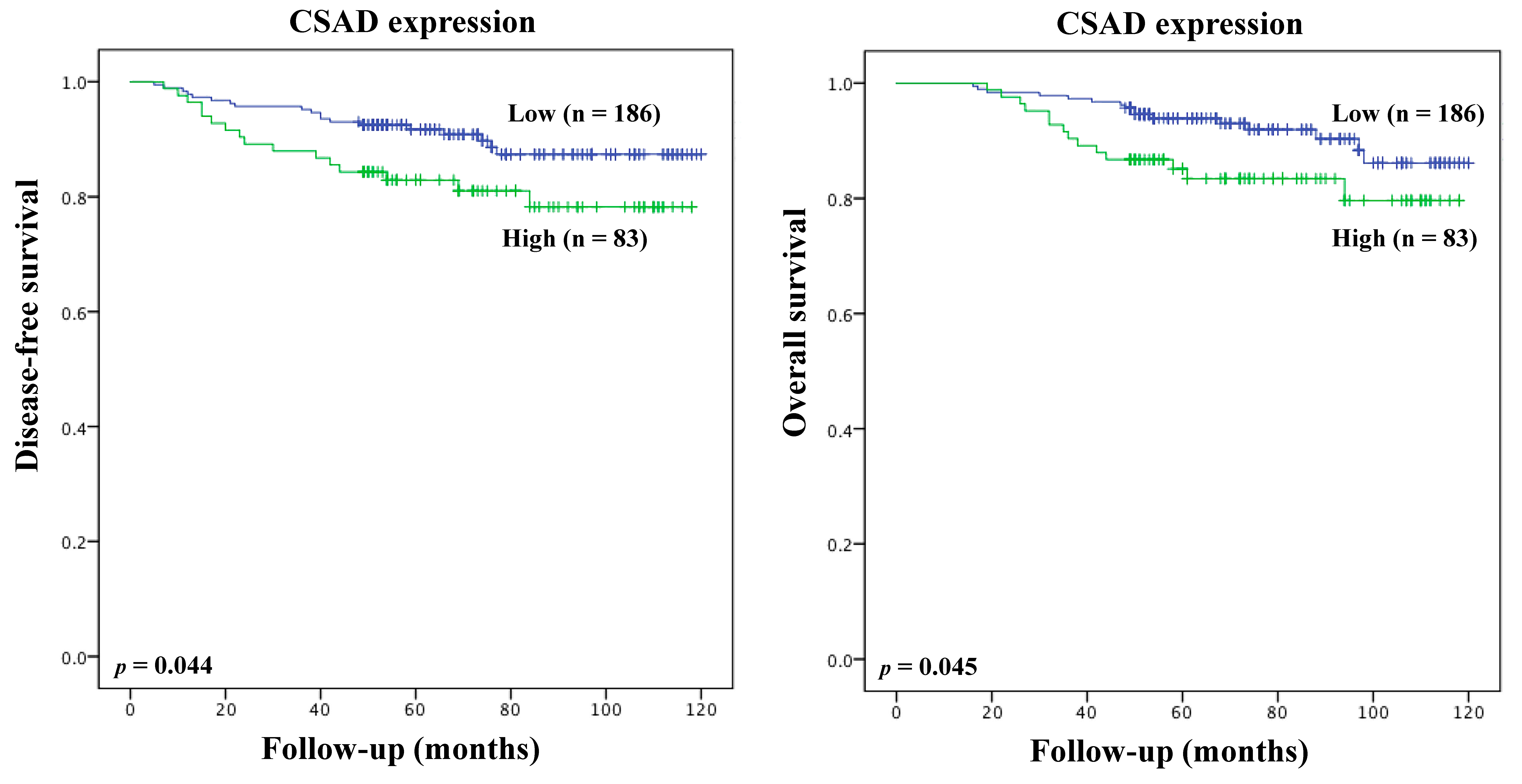 Kaplan-Meyer curves showing the association of aberrant
expression of CSAD and patient disease-free survival (DFS) and overall survival
(OS). Increased CSAD was significantly associated with shorter DFS and OS. CSAD,
Cysteine sulfinate decarboxylase.