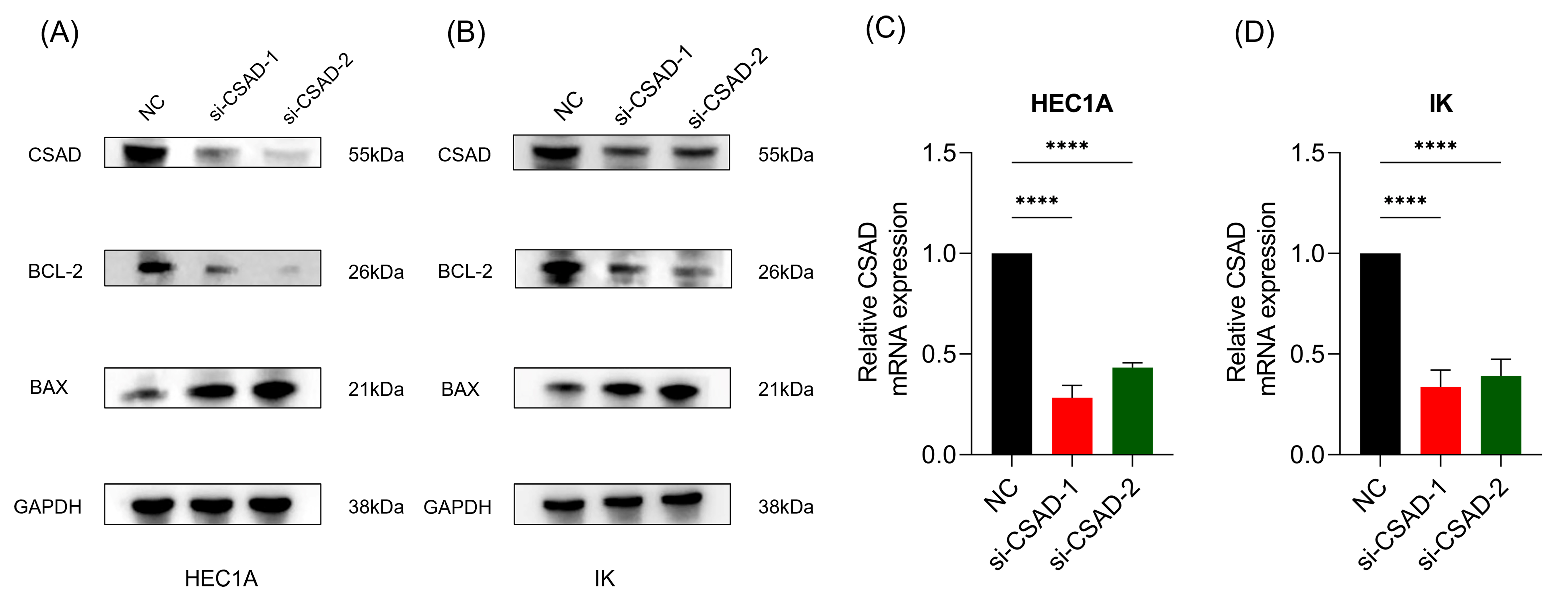 Western-Blot and qRT-PCR showing the expression of CSAD were
inhibited by siRNAs. (A) Western Blot Analysis of CSAD, BCL-2, and BAX Protein Expression in HEC1A Cells. (B) Western Blot Analysis of CSAD, BCL-2, and BAX Protein Expression in IK Cells. (C) qRT-PCR Analysis of CSAD mRNA Expression in HEC1A Cells. (D) qRT-PCR Analysis of CSAD mRNA Expression in IK Cells. (****, p < 0.0001). CSAD, Cysteine sulfinate
decarboxylase; IK, Ishikawa; si, small interfering; BCL-2, affect B-cell
lymphoma-2; BAX, BCL2-Associated X; GAPDA, glyceraldehyde-3-phosphate
dehydrogenase; NC, negative control; HEC1A, human endometrial adenocarcinoma cell
stage ⅠA.