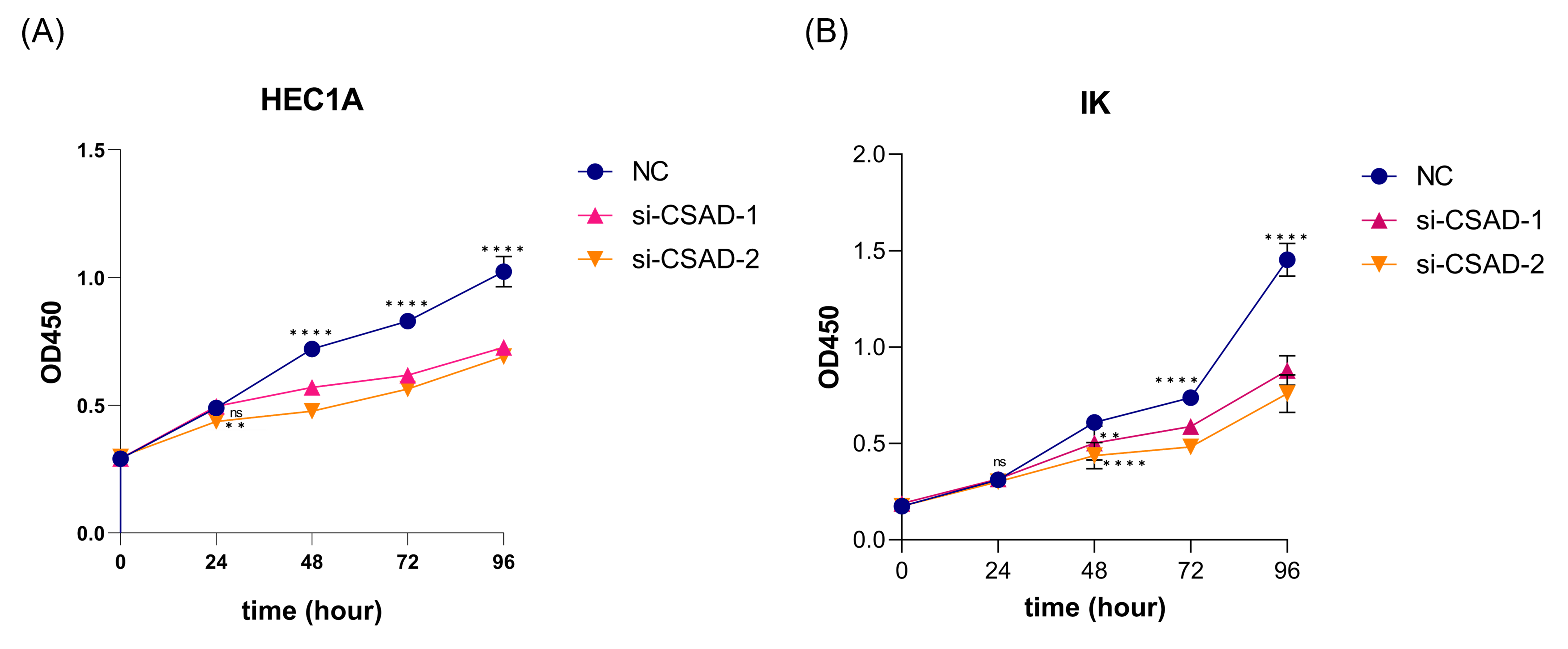 Silence of CSAD markedly suppressed the cell growth in both
HEC1A and IK cells. (A) Effects of CSAD Silencing on the Proliferation of HEC1A Cells. (B) Effects of CSAD Silencing on the Proliferation of IK Cells. (ns, p > 0.05; **, p = 0.0014 (HEC1A),
p = 0.0038 (IK); ****, p < 0.0001). CSAD, Cysteine sulfinate
decarboxylase; IK, Ishikawa; si, small interfering; OD, optical density; HEC1A,
human endometrial adenocarcinoma cell stage ⅠA; NC, negative control.