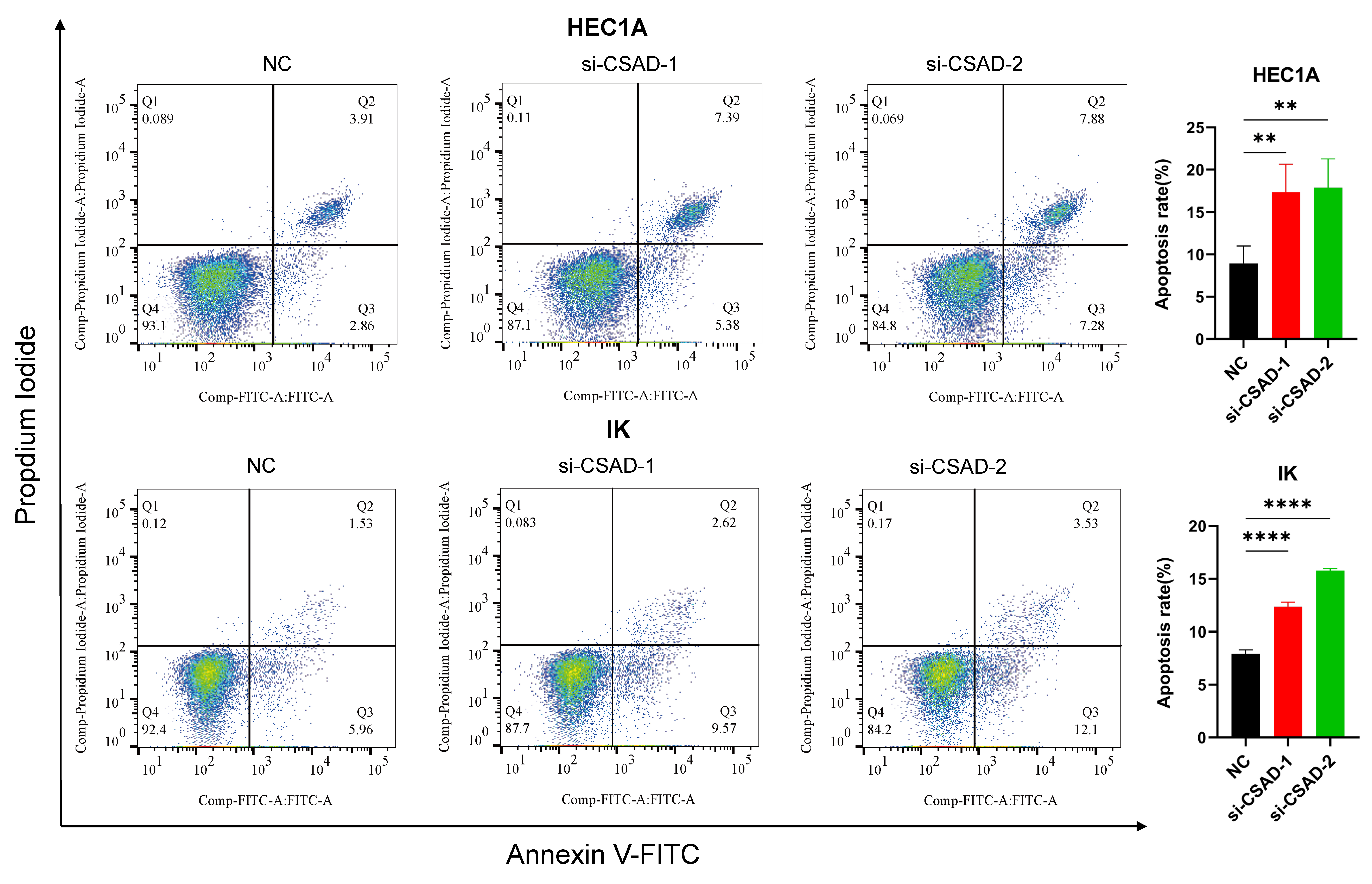 The silence of CSAD could induce apoptosis compared with
negative controls in HEC1A and IK cells. (**, p = 0.0030 (HEC1A, nc
vs. si-CSAD-1), p = 0.0021 (HEC1A, nc vs. si-CSAD-2);
****, p < 0.0001 (IK)). CSAD, Cysteine sulfinate decarboxylase; IK,
Ishikawa; si, small interfering; NC, negative control; V-FITC-A, Annexin V-FITC;
HEC1A, human endometrial adenocarcinoma cell stage ⅠA.