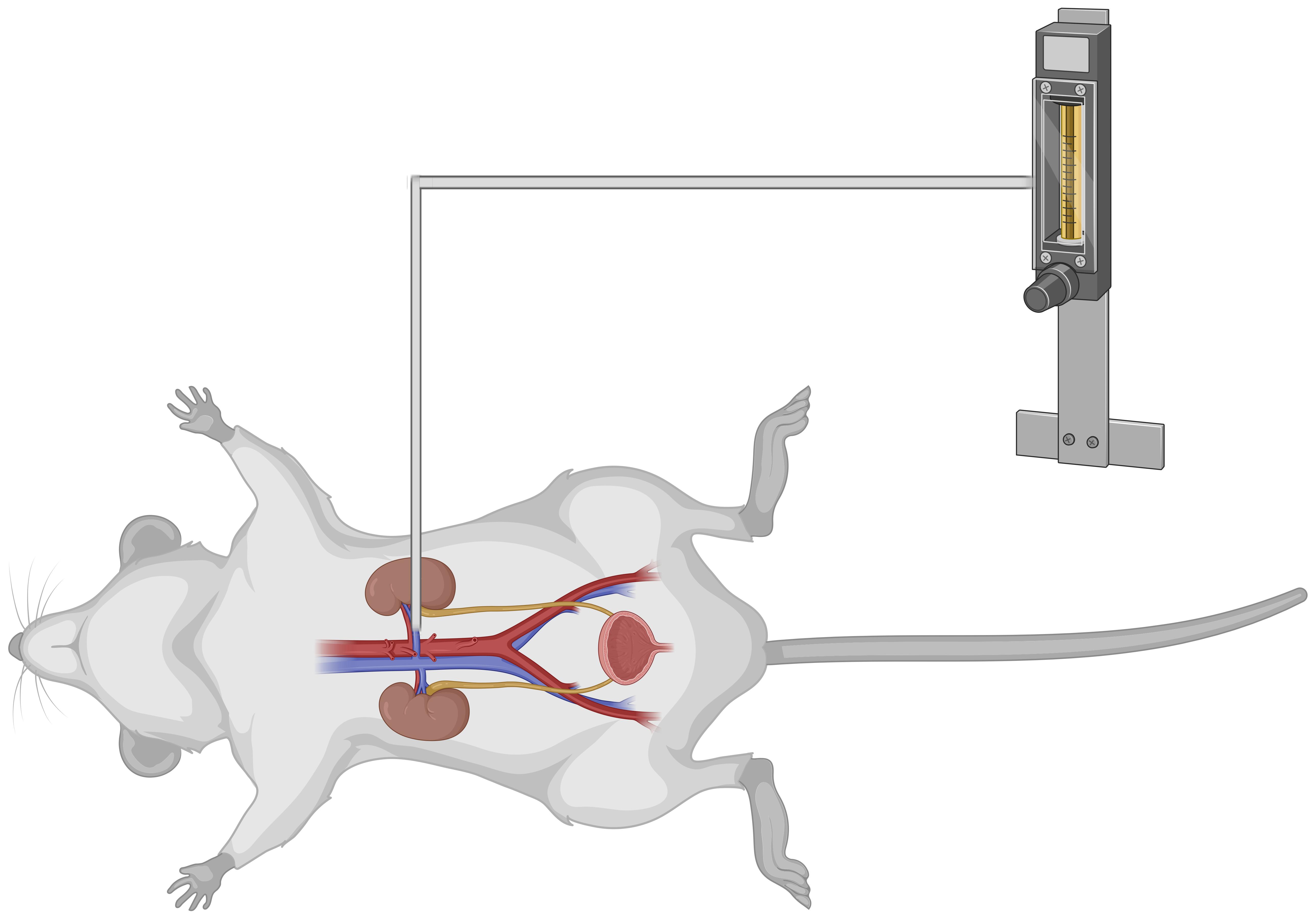 Assessment of autoregulation of blood flow in an animal model. A mouse, previously anesthetized, undergoes a surgical procedure to expose its left kidney via a surgical incision. The left renal artery is cannulated, and a flowmeter is attached to continuously measure the blood flow. Blood pressure variations are induced by progressively tightening a clamp on the suprarenal aorta.