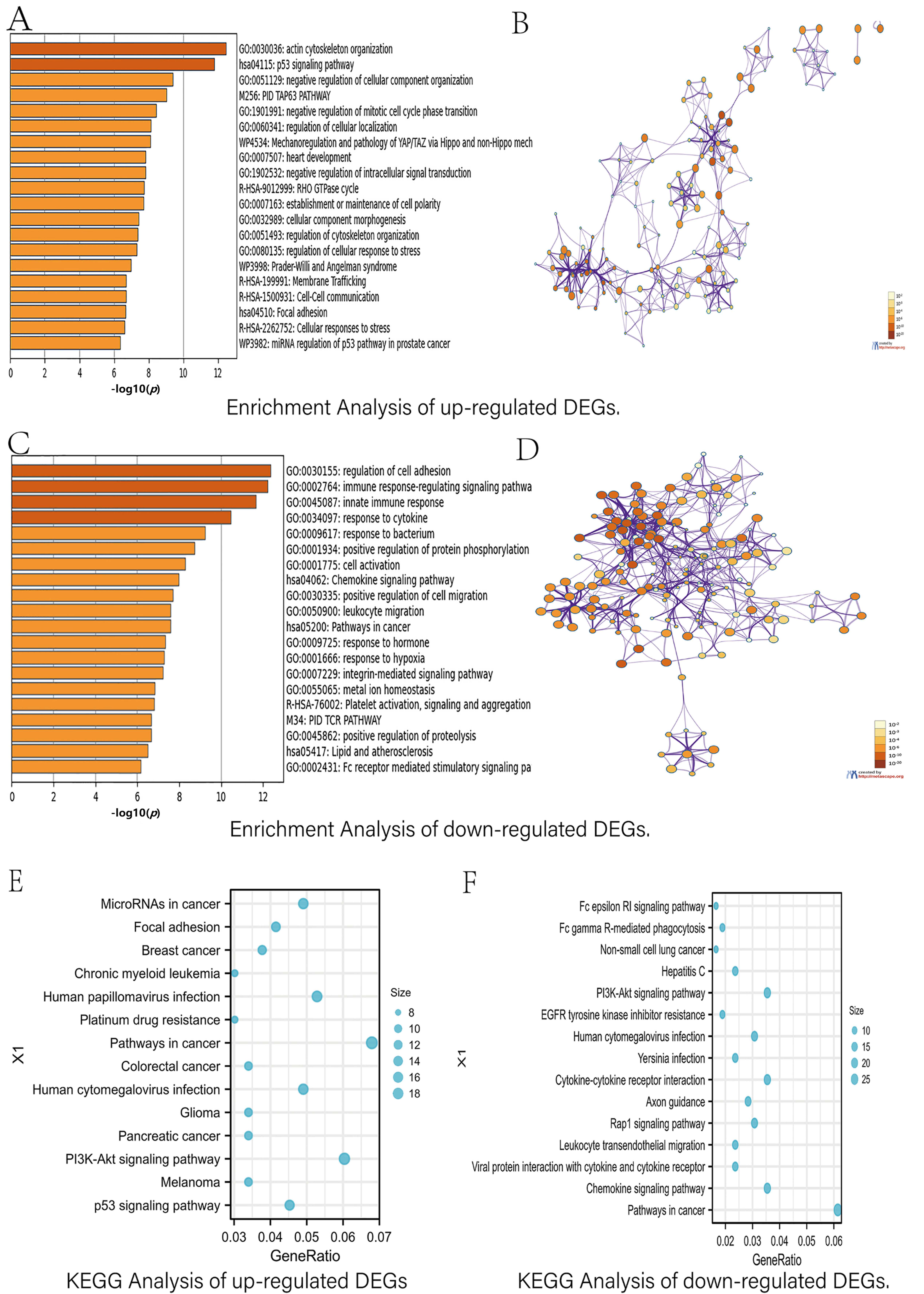 Functional enrichment analysis of DEGs. (A,B)
Enrichment analysis of upregulated DEGs in HGSOC by Metascape software. (C,D)
Enrichment analysis of downregulated DEGs in HGSOC by Metascape software. (E)
KEGG analysis of upregulated DEGs in HGSOC by KOBAS software. (F) KEGG analysis
of downregulated DEGs in HGSOC using the KOBAS software. PID: protein interaction
domain; TAP63: transactivation domain of tumor protein p63; TCR: T-cell receptor;
PI3K-Akt: phosphatidylinositol 3-kinases-protein kinase B; DEGs: differentially
expressed genes; HGSOC: high-grade serous ovarian cancer; KEGG: Kyoto Encylopedia
of genes and genomes; KOBAS: KEGG Orthology-Based Annotation System; RHO GTPase:
RHO guanosine triphosphatases; EGFR: epidermal growth factor receptor.