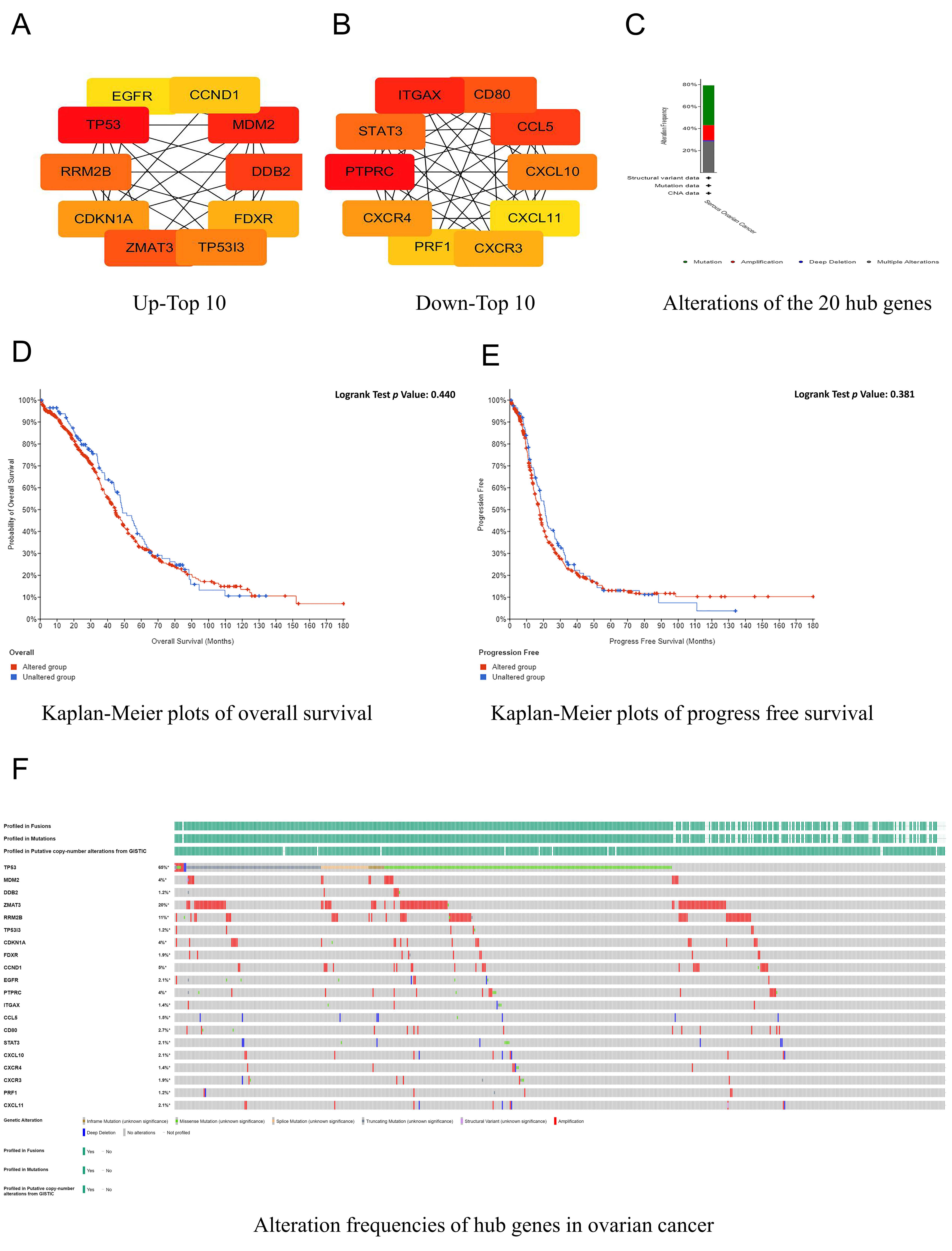 Identification and genetic alterations of hub genes. (A,B) The
top 10 hub genes were screened using the CytoHubba plugin of the Cytoscape
software. (C) Alterations of the 20 hub genes in serous ovarian
cancer from the cBioPortal dataset. Green: mutation; Red: amplification; Blue:
deep deletion; Gray: multiple alterations. (D) Kaplan-Meier plots of overall
survival (OS) in cases with and without hub gene alterations. (E) Kaplan-Meier
plots of progression-free survival (PFS) in cases with and
without hub gene alterations. (F) Alteration frequencies of hub genes in
ovarian cancer from the cBioPortal dataset. EGFR:
epidermal growth factor receptor; TP53: tumor protein p53;
RRM2B: ribonucleotide reductase regulatory TP53 inducible subunit M2B;
CDKN1A: cyclin dependent kinase inhibitor 1A; ZMAT3: zinc
finger matrin-type 3; TP53I3: tumor protein p53-inducible protein 3;
FDXR: ferredoxin reductase; DDB2: DNA damage-binding protein 2;
MDM2: murine double minute 2; CCND1: cyclin D1; ITGAX:
integrin subunit alpha X; STAT3: signal transducer and activator of
transcription; PTPRC: protein tyrosine phosphatase receptor type C;
CXCR4: C-X-C motif chemokine receptor 4; PRF1: perforin-1;
CXCR3: C-X-C motif chemokine receptor 3; CXCL11: C-X-C motif
chemokine ligand 11; CXCL10: C-X-C motif chemokine ligand 10;
CCL5: C-C motif chemokine ligand 5.