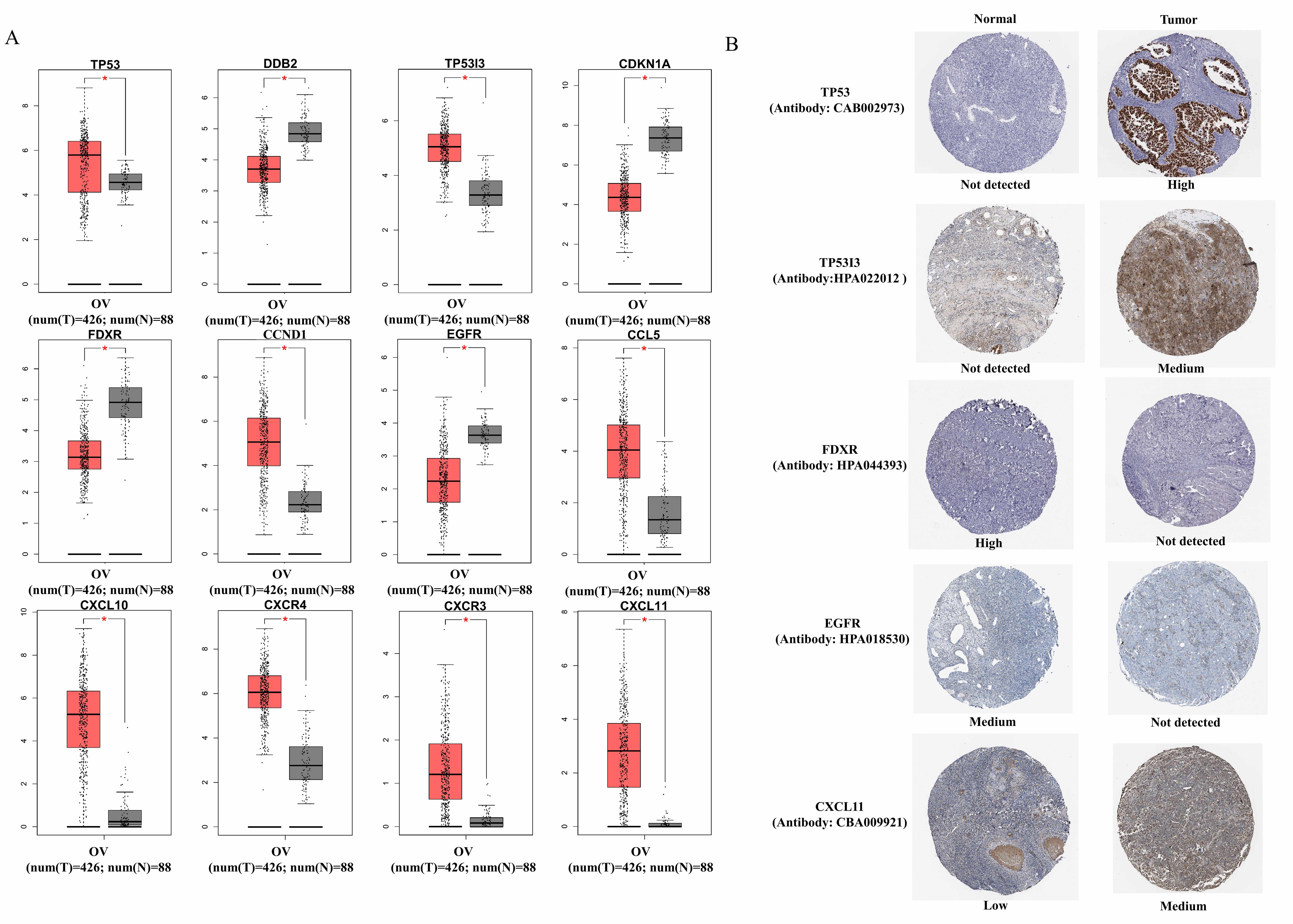 Differential hub gene analysis and tissue immunohistochemical
staining. (A) Significantly differentially expressed hub
genes between ovarian tumor and normal tissues in GEPIA. (B)
Representative immunohistochemical staining of hub genes between ovarian tumor
and normal tissues. OV: ovarian cancer; TP53: tumor protein p53;
DDB2: Damaged-DNA binding protein 2; TP53I3: tumor protein
p53-inducible protein 3; CDKN1A: cyclin dependent kinase inhibitor 1A;
FDXR: ferredoxin reductase; CCND1: cyclin D1; EGFR:
epidermal growth factor receptor; CCL5: C-C motif chemokine ligand 5;
CXCL10: C-X-C motif chemokine ligand 10; CXCR4: C-X-C motif
chemokine receptor 4; CXCR3: C-X-C motif chemokine receptor 3; CXCL11: C-X-C motif chemokine ligand 11; *: p < 0.05.