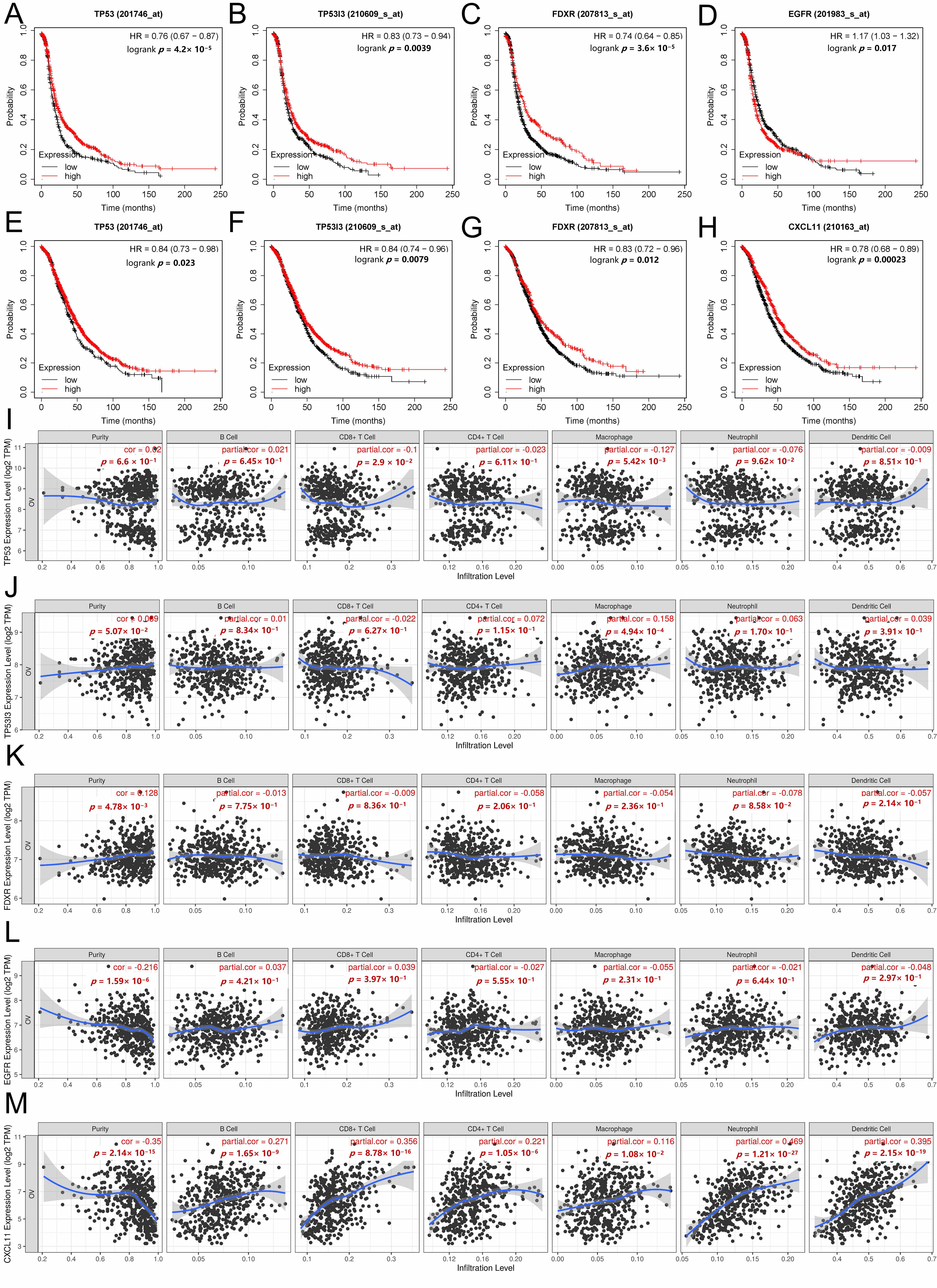 Survival and immune infiltration analysis of five hub genes.
(A–D) Kaplan-Meier plots showing the expression of hub genes significantly
associated with PFS in ovarian cancer. (E–H) Kaplan-Meier
plots showing the expression of hub genes significantly associated with OS in
ovarian cancer. (I–M) Correlation of the five hub genes’ expression with
tumor purity and B cell infiltration, CD8+ T cells, CD4+ T
cells, macrophages, neutrophils, and dendritic cells in ovarian cancer.
CD8+: cluster of differentiation 8 positive; CD4+: cluster of differentiation 4
positive; TP53: tumor protein p53; TP53I3: tumor protein
p53-inducible protein 3; FDXR: ferredoxin reductase; EGFR:
epidermal growth factor receptor; CXCL11: C-X-C motif chemokine ligand
11.