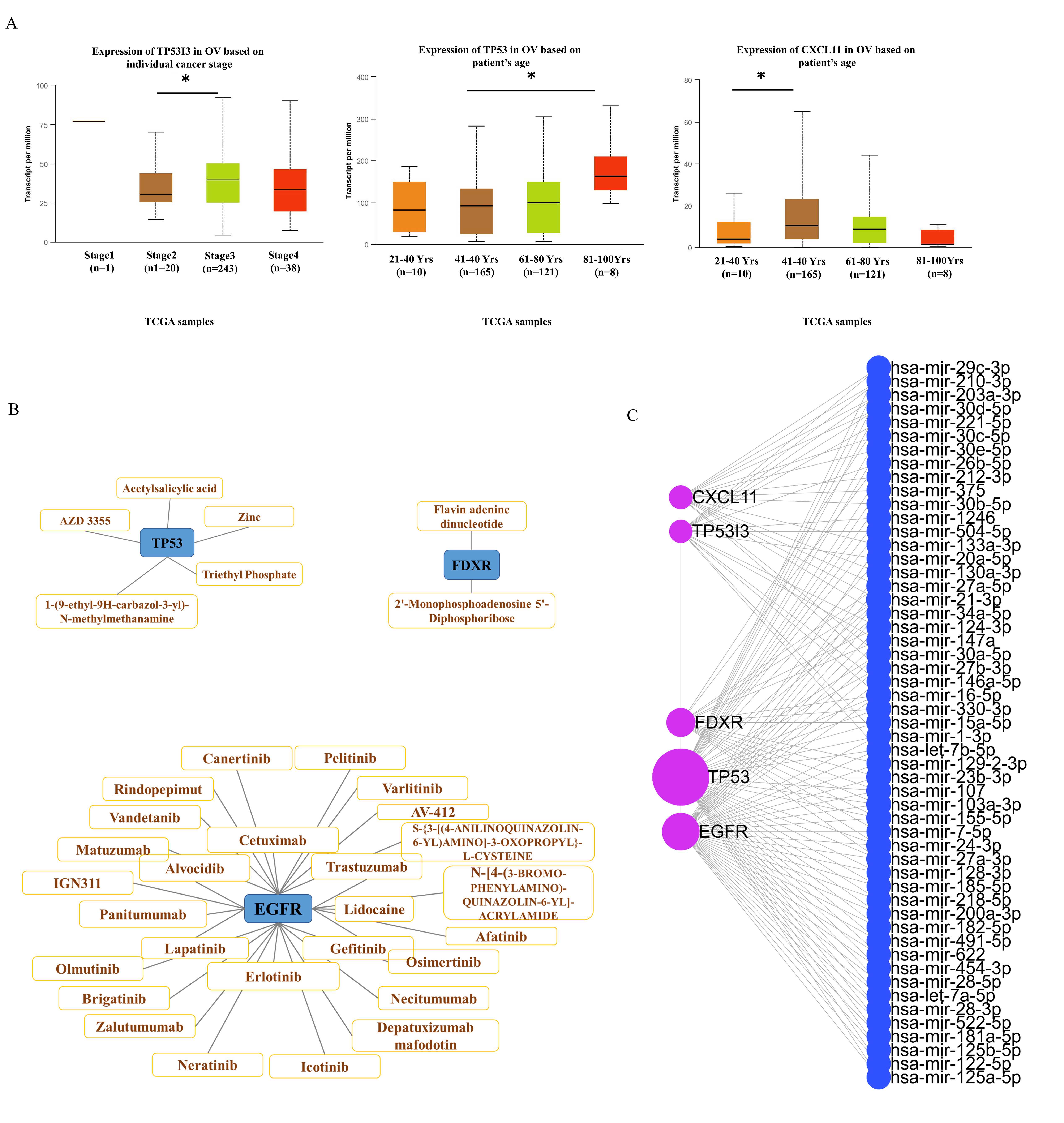 Clinicopathological features, drug and miRNA interactions of hub
genes in ovarian cancer. (A) Correlation between the five hub genes and cancer
stage, grade or age of ovarian cancer in the UALCAN database. (B) Interaction
diagram of TP53, EGFR, FDXR and the drugs. (C)
Interaction network diagram of CXCL11, TP53I3, FDXR,
TP53, EGFR and miRNA. TCGA: The Cancer Genome Atlas;
TP53: tumor protein p53; TP53I3: tumor protein p53-inducible
protein 3; FDXR: ferredoxin reductase; EGFR: epidermal growth
factor receptor; CXCL11: C-X-C motif chemokine ligand 11; *:
p < 0.05.