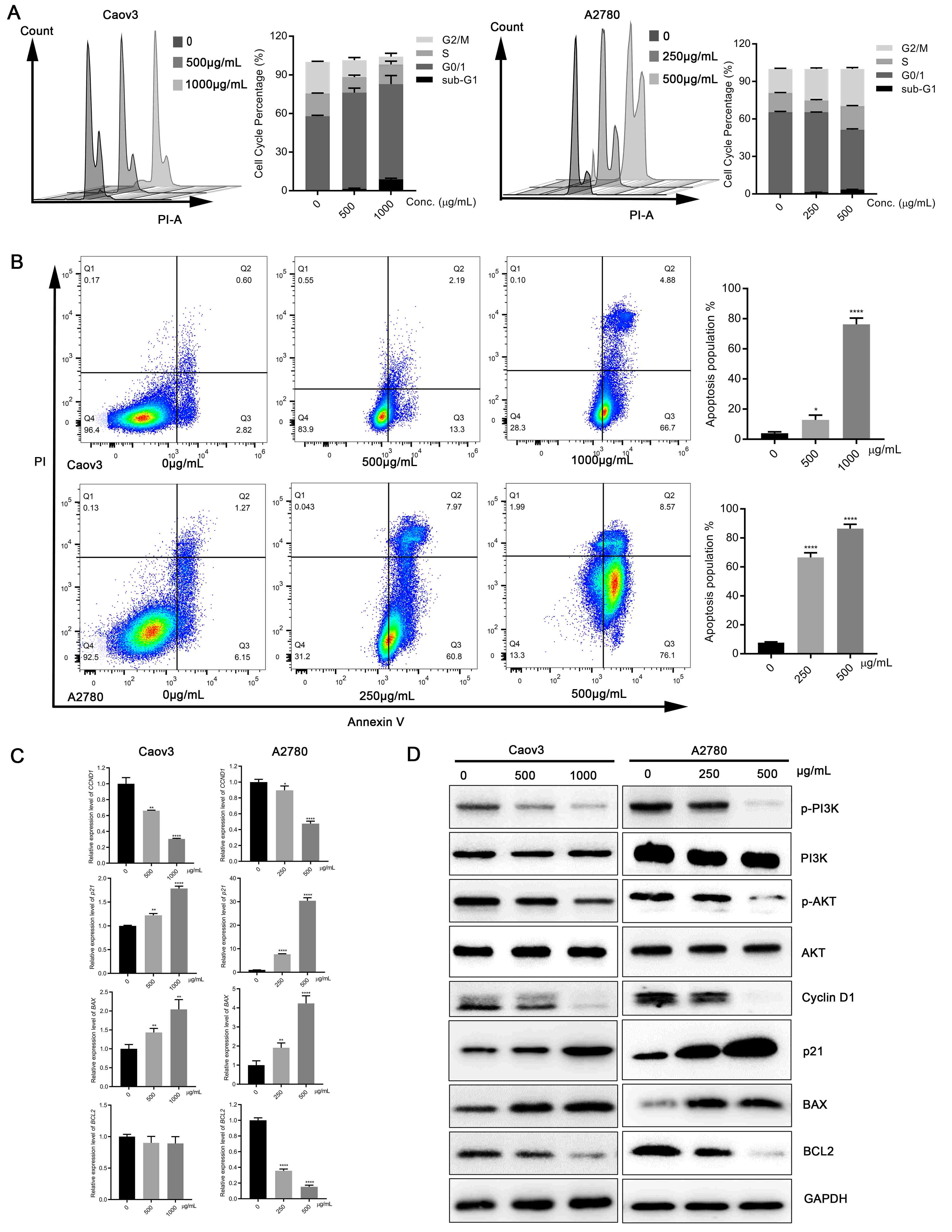 Ecliptae Herba (EH) blocks cell cycle progression and induced
cell apoptosis of ovarian cancer cells by inactivating the phosphatidylinositide
3-kinases (PI3K)/AKT signaling pathway. (A) Cell cycle distributions of Caov3
and A2780 cells treated with EH extracts at indicated concentrations for 48hrs
were detected with Propidium Iodide (PI) staining and illustrated in a histogram.
The relative proportion of cell cycle phases was presented in mean ±
standard deviation (SD). (B) Cell apoptosis levels of Caov3 and A2780 cells
treated with EH extracts at indicated concentrations for 48 h were detected with
Annexin V and PI staining and illustrated in a histogram. *p < 0.05;
****p < 0.0001; Student’s t-test versus the untreated group.
(C) Gene expression analysis of CCND1, p21, BAX and BCL2 in
Caov3 and A2780 cells treated with EH extracts for 48 h. *p < 0.05;
**p < 0.01; ****p < 0.0001; Student’s t-test
versus the untreated group. (D) Detection of protein expression level changes of
Caov3 and A2780 cells treated with EH extracts (0, 500 and 1000 μg/mL) for
48 h.