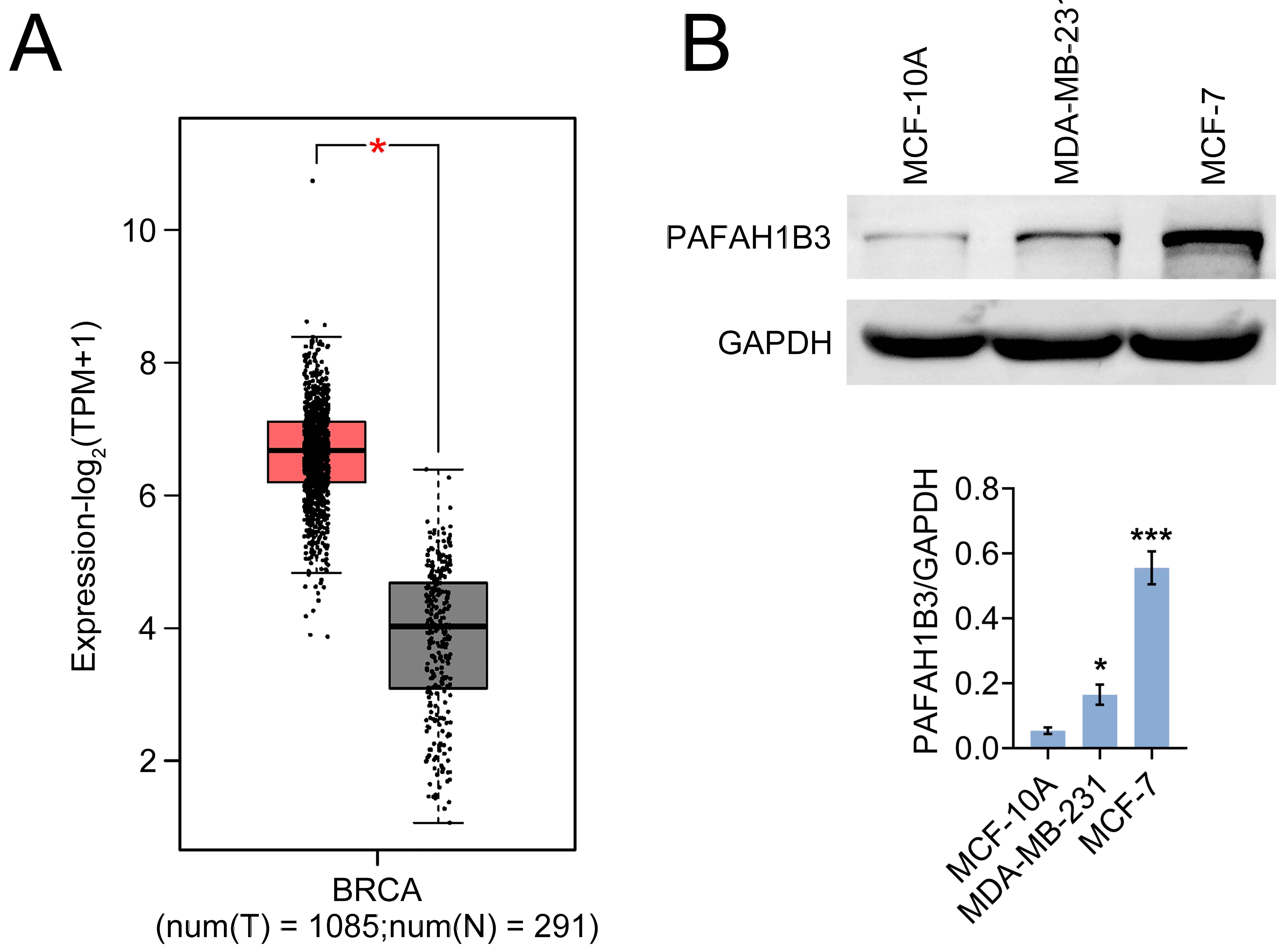 PAFAH1B3 is highly expressed
in breast cancer. (A) Transcript levels of PAFAH1B3 in breast
cancer tissues (n = 1085) and normal tissues (n = 291) as determined by the GEPIA
database, expressed as transcripts per million (TPM). (B) Immunoblot analysis of
PAFAH1B3 expression in MCF-10A, MDA-MB-231 and MCF-7 cells. *p
< 0.05, ***p < 0.001 compared to MCF-10A. TPM, trascripts
per million; BRCA, breast cancer; GAPDH, Glyceraldehyde-3-Phosphate
Dehydrogenase; PAFAH1B3, Platelet activating factor acetylhydrolase 1B3.