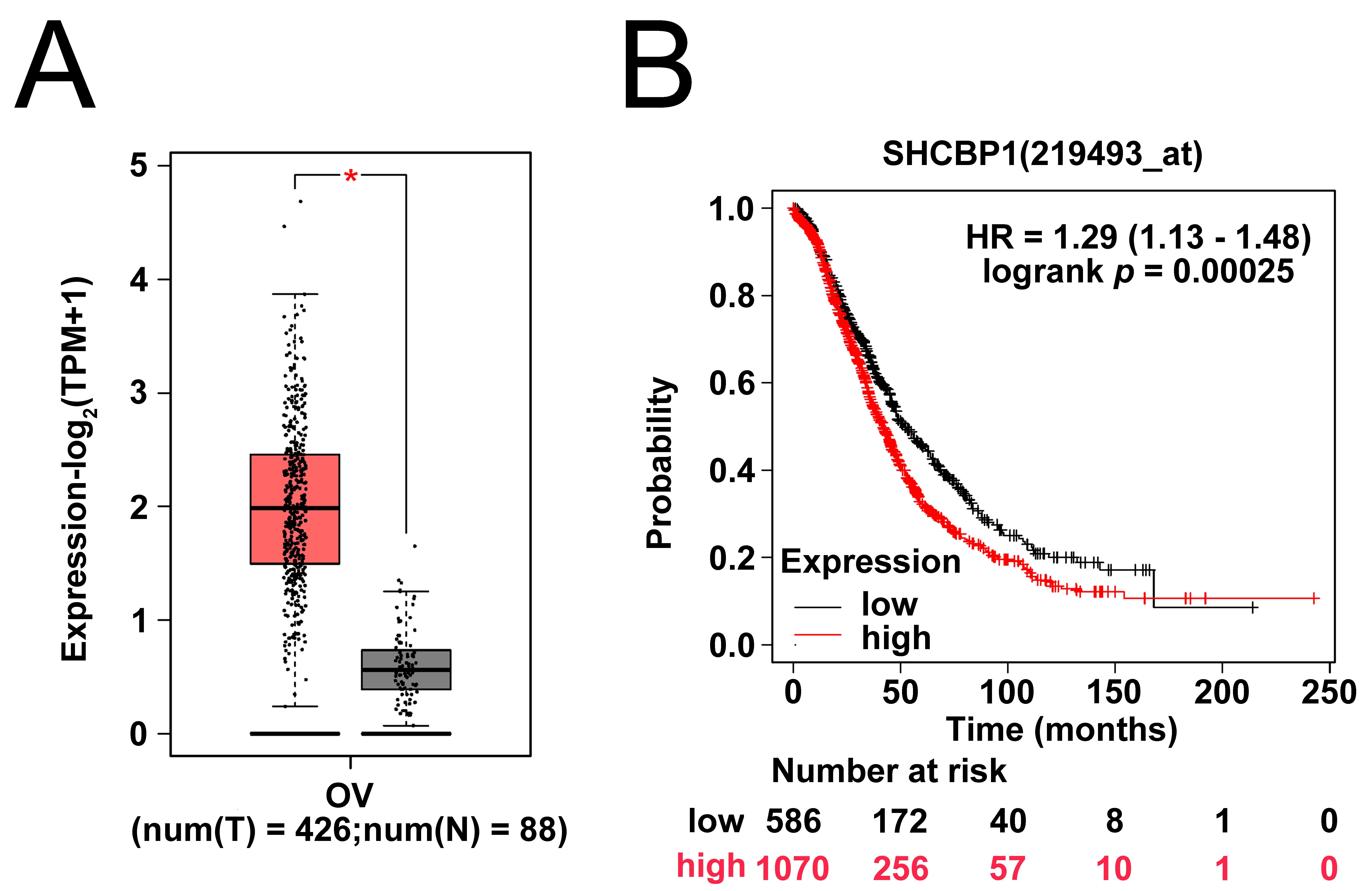 SHCBP1 was highly expressed in OC. (A) The
transcripts per million (TPM) value of SHCBP1 in OC tissues and
normal tissues. (B) The survival probability of OC patients with low or high
level of SHCBP1. *p < 0.05. OV: Ovarian
Cancer; SHCBP1: SHC-adaptor protein (SHC) binding and
spindle-associated protein 1; TPM: transcripts per million; HR: hazard ratio.