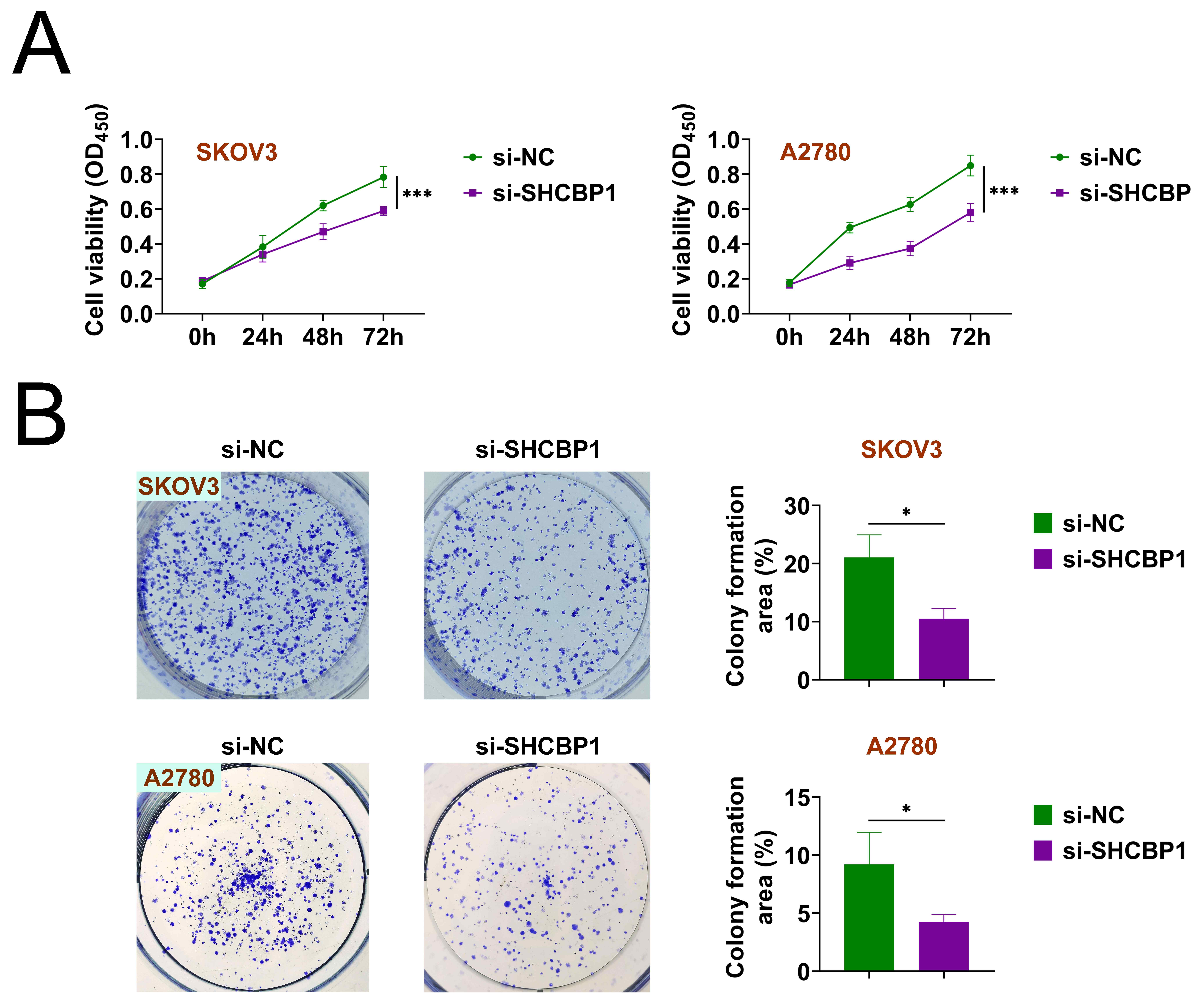 Silencing SHCBP1 suppressed the proliferation of OC cells. (A)
The cell viability was estimated by CCK-8 assay in SKOV3 as well as A2780 cells
upon the indicated transfection. OD450 value was measured. (B) The cell
proliferation degree in SKOV3 as well as A2780 cells upon the indicated
transfection was assessed by calculating colony numbers. *p < 0.05,
***p < 0.001. si-NC: small interfering RNA control;
OD450: Optical Density at 450 nm; SHCBP1: SHC-adaptor
protein (SHC) binding and spindle-associated protein 1.