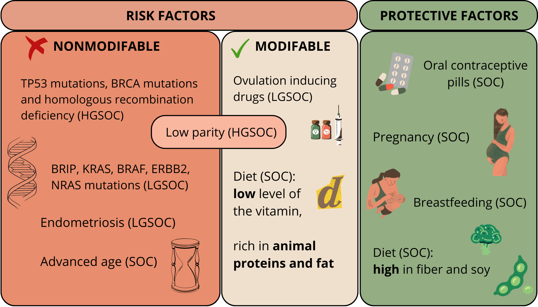 Risk and protective factors of serous ovarian cancer with a 
detailed specification of the causes of the given SOC subtype [14, 15, 16].BRAF: v-raf murine sarcoma viral oncogene homolog B; BRCA: breast 
cancer; BRIP: BRCA1-interacting protein; ERBB2: 
receptor tyrosine-protein kinase erbB-2; HGSOC: high-grade serous ovarian 
carcinoma; KRAS: Kirsten rat sarcoma viral oncogene homolog; LGSOC: 
low-grade serous ovarian carcinoma; NRAS: neuroblastoma RAS viral 
oncogene homolog; SOC: serous ovarian carcinoma; TP53: Tumor protein 53.