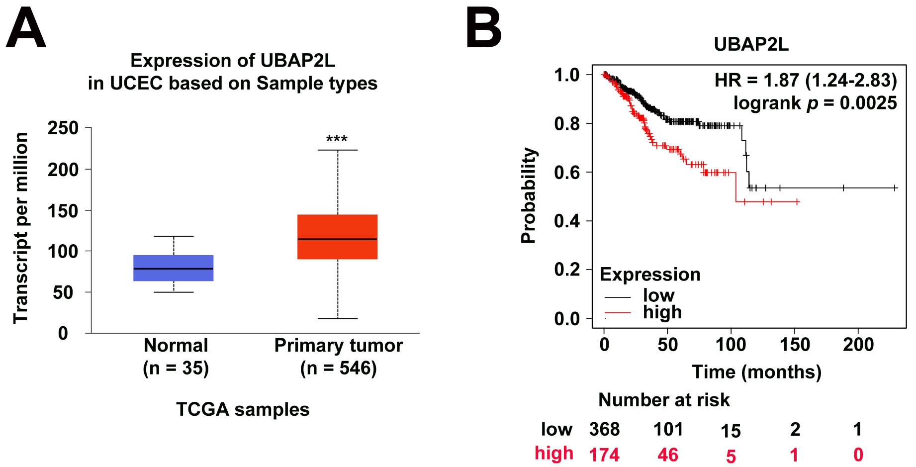 UBAP2L is highly expressed in endometrial cancer cells. (A) 
Expression levels of UBAP2L in normal endometrial tissues (n = 35) and primary 
endometrial cancer tissues (n = 546) based on TCGA samples, displayed as 
transcript per million (TPM). (B) Kaplan-Meier survival analysis showing overall 
survival of patients with endometrial cancer stratified by high (n = 174) and low 
(n = 368) UBAP2L expression levels. Hazard ratio (HR) and logrank p 
value are shown. TCGA: the Cancer Genome Atlas; UBAP2L: Ubiquitin-associated 
protein 2L; UCEC: Uterine Corpus Endometrial Carcinoma. ***: p < 0.001.