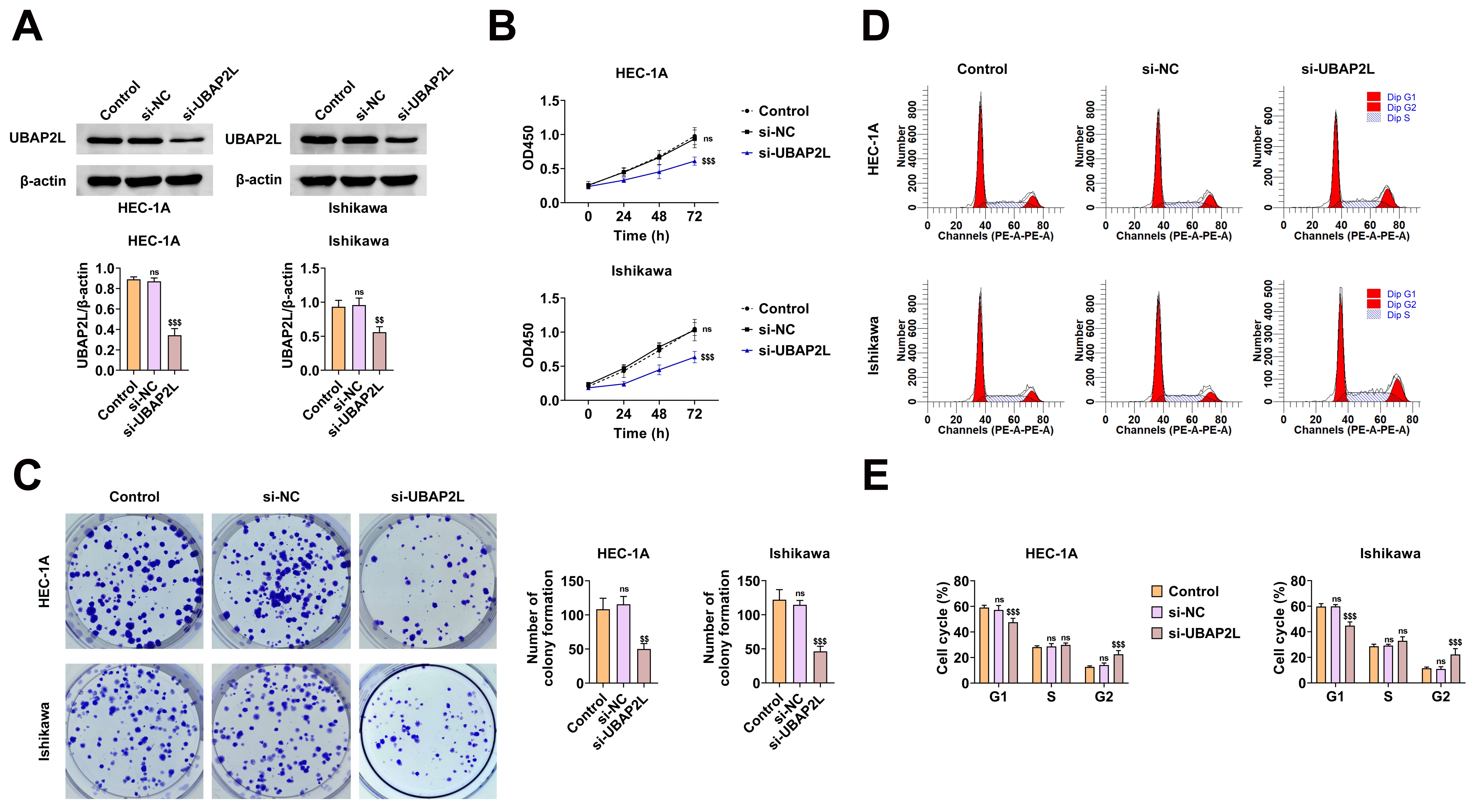 Knockdown of UBAP2L inhibits proliferation of endometrial cancer 
cells. (A) Immunoblot analysis showing UBAP2L expression in HEC-1A and Ishikawa 
cells after treatment with control, si-NC, or si-UBAP2L. β-actin is used 
as a loading control. Quantification of UBAP2L protein levels is shown below. (B) 
Cell viability was measured using CCK-8 assay at 0 h, 24 h, 48 h and 72 h in 
HEC-1A and Ishikawa cells transfected with control, si-NC, or si-UBAP2L. (C) 
Colony formation assay showing the number of colonies formed by HEC-1A and 
Ishikawa cells after transfection with control, si-NC or si-UBAP2L. 
Quantification of colony numbers is shown on the right. (D) Cell cycle analysis 
by flow cytometry in HEC-1A and Ishikawa cells after knockdown of UBAP2L, showing 
the distribution of cells in the G1, S and G2/M phases. (E) Quantification of 
cell cycle phase distribution in HEC-1A and Ishikawa cells transfected with 
control, si-NC or si-UBAP2L. ns: not-significant. NC: negative control. UBAP2L: 
Ubiquitin-associated protein 2L; HEC-1A: human endometrial cancer-1A; OD450: 
Optical density 450; G1: Generation 1; S: synthesis; G2: General 2; 
$$p < 0.01, $$$p < 0.001.