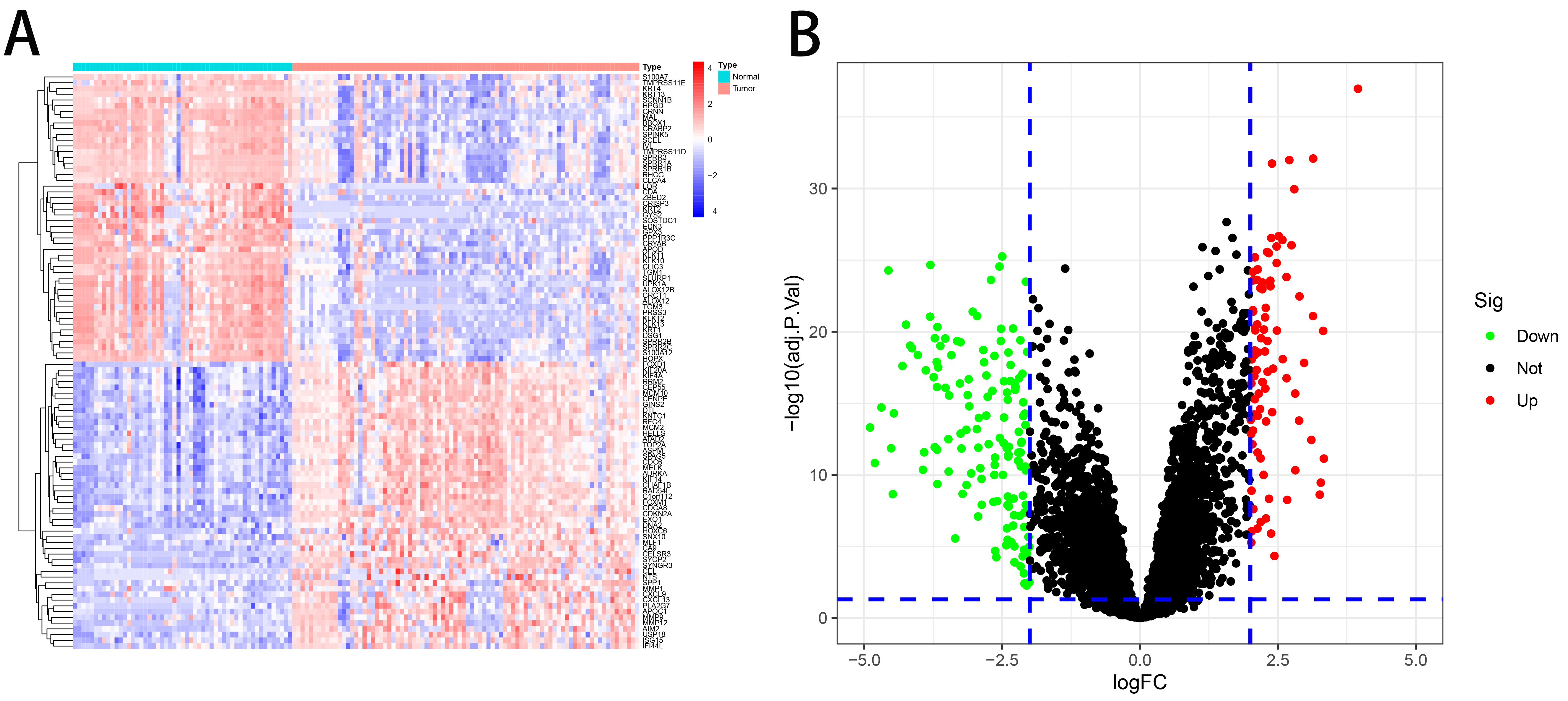 Expression of all differential genes in the training group. (A)
Heat map (Red: High expression; Blue: Low expression). (B) Volcano map (Green:
Down-regulated; Red: Up-regulated). logFC: log fold change; Sig: Significance Level.
