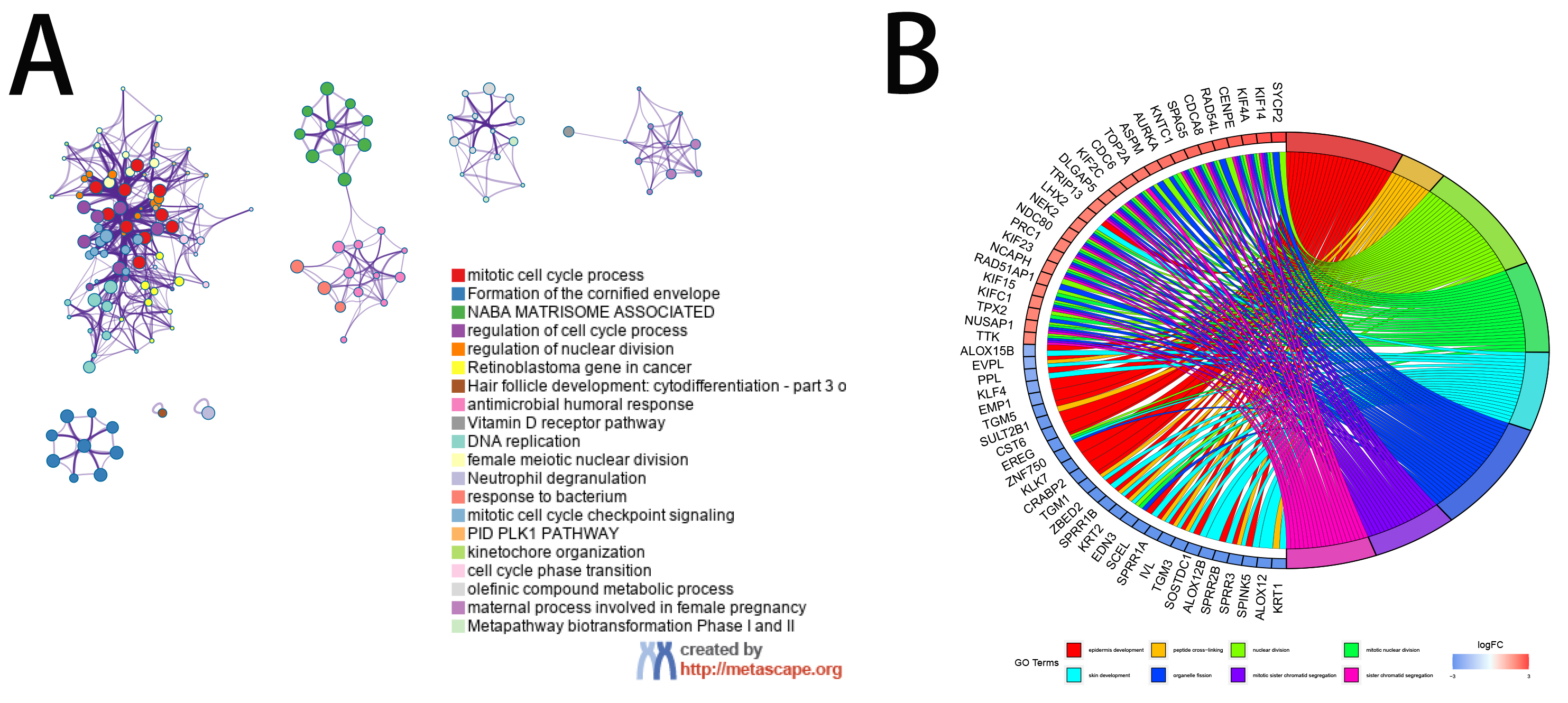 Enrichment analysis of all differential
expressed genes in the training group. (A) Cluster network plot
(Different colored squares represent different signaling
pathways). (B) GO circle plot (Different colored squares represent different
biological functions).