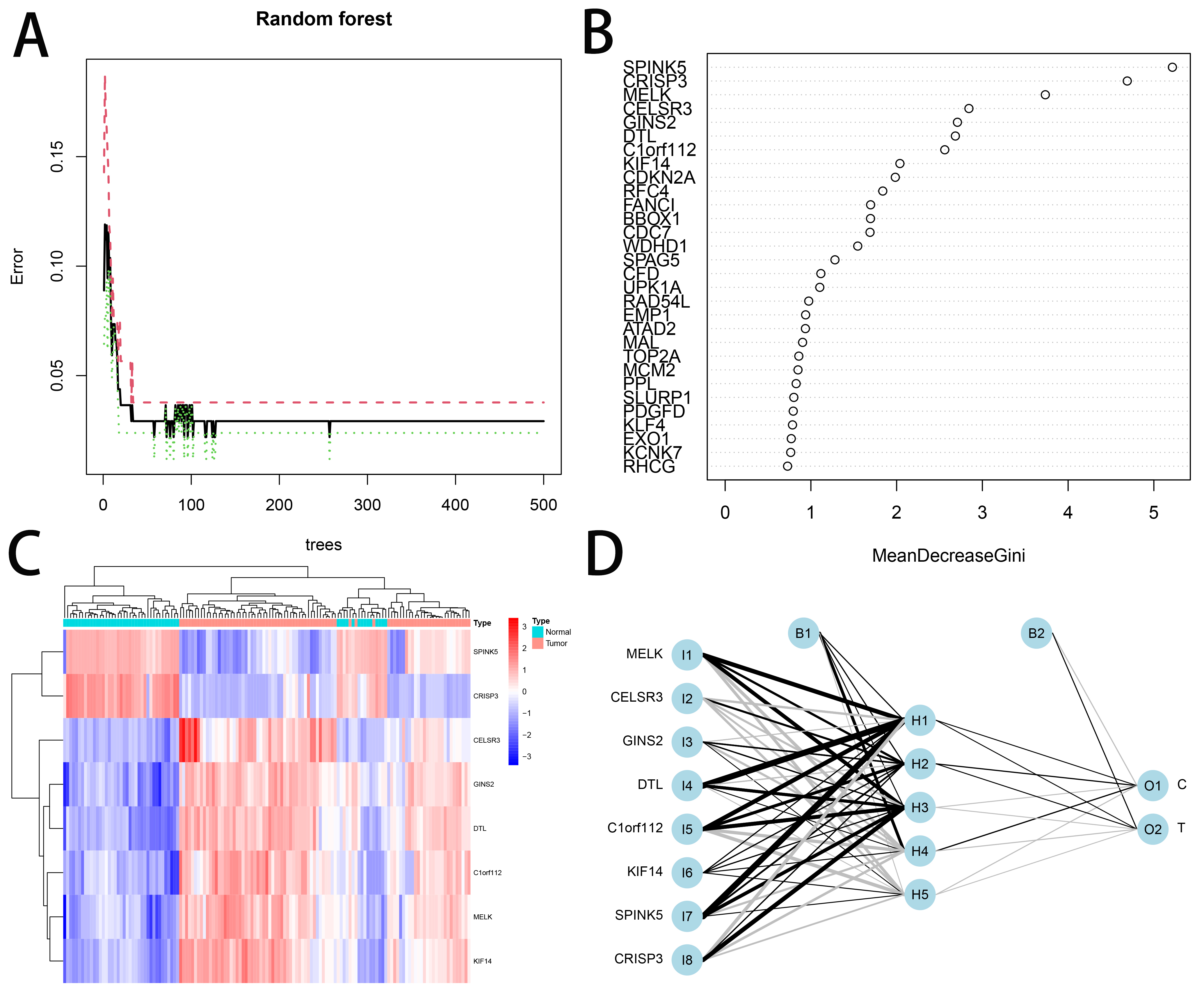 Random forest algorithm for identification of disease signature
genes. (A) Random forest. (B) Random forest algorithm plot of the top 30 DEGs.
(C) Heat map of DEGs with importance scores greater than 2. (D) Neural network
model.