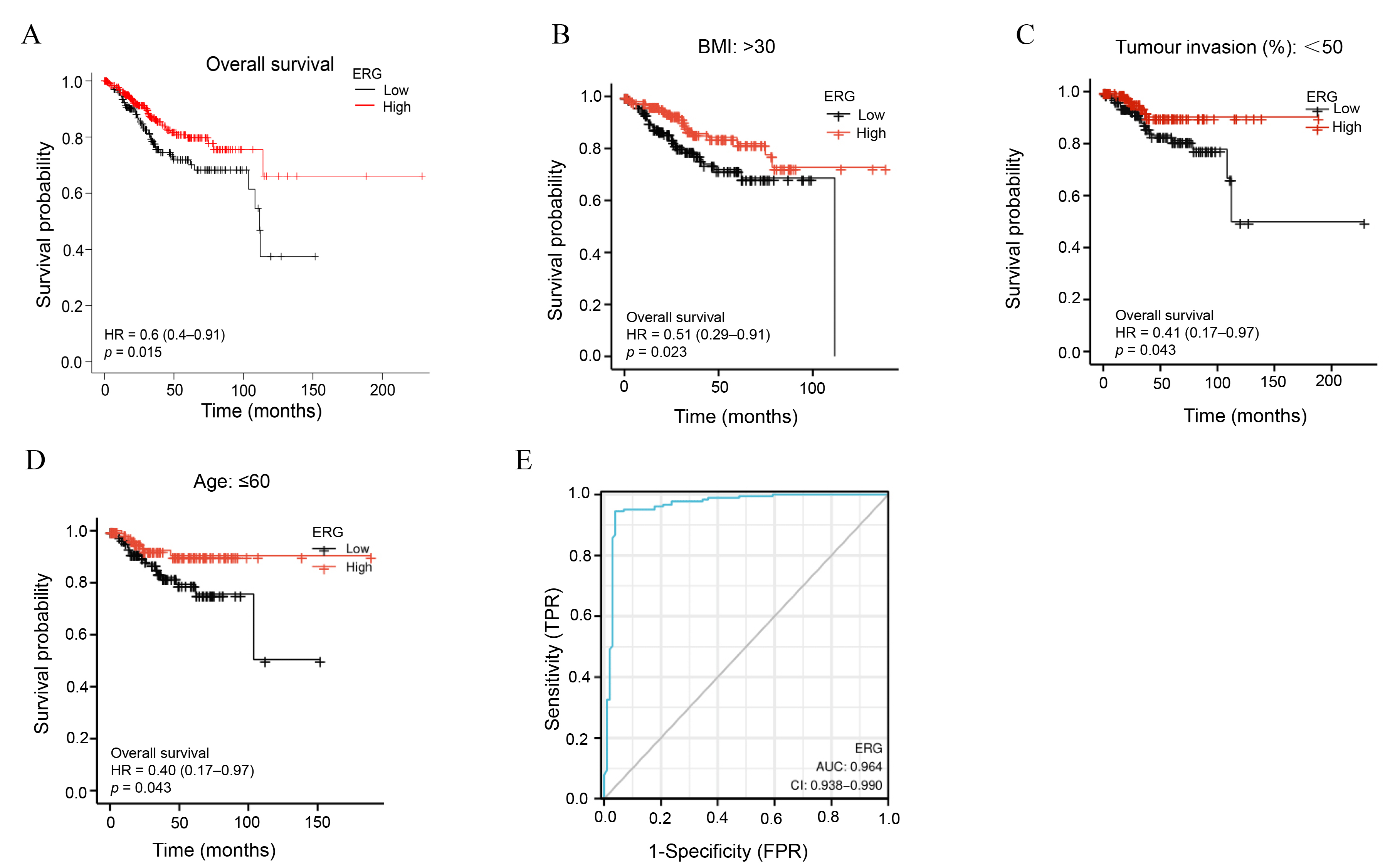 Prognostic and diagnostic values of ERG
expression in patients with endometrial carcinoma (EC). (A–D) Kaplan-Meier
plotter analysis showing the prognostic relationship between ERG
expression in patients with EC and (A) overall survival, (B) body mass index
>30 kg/m2, (C) tumour invasion <50%, or (D) age ≤60 years. (E)
Receiver operating characteristic curve showing the diagnostic value of
ERG expression. HR: hazard ratio; ERG: erythroblast
transformation-specific related gene; BMI: body mass index.