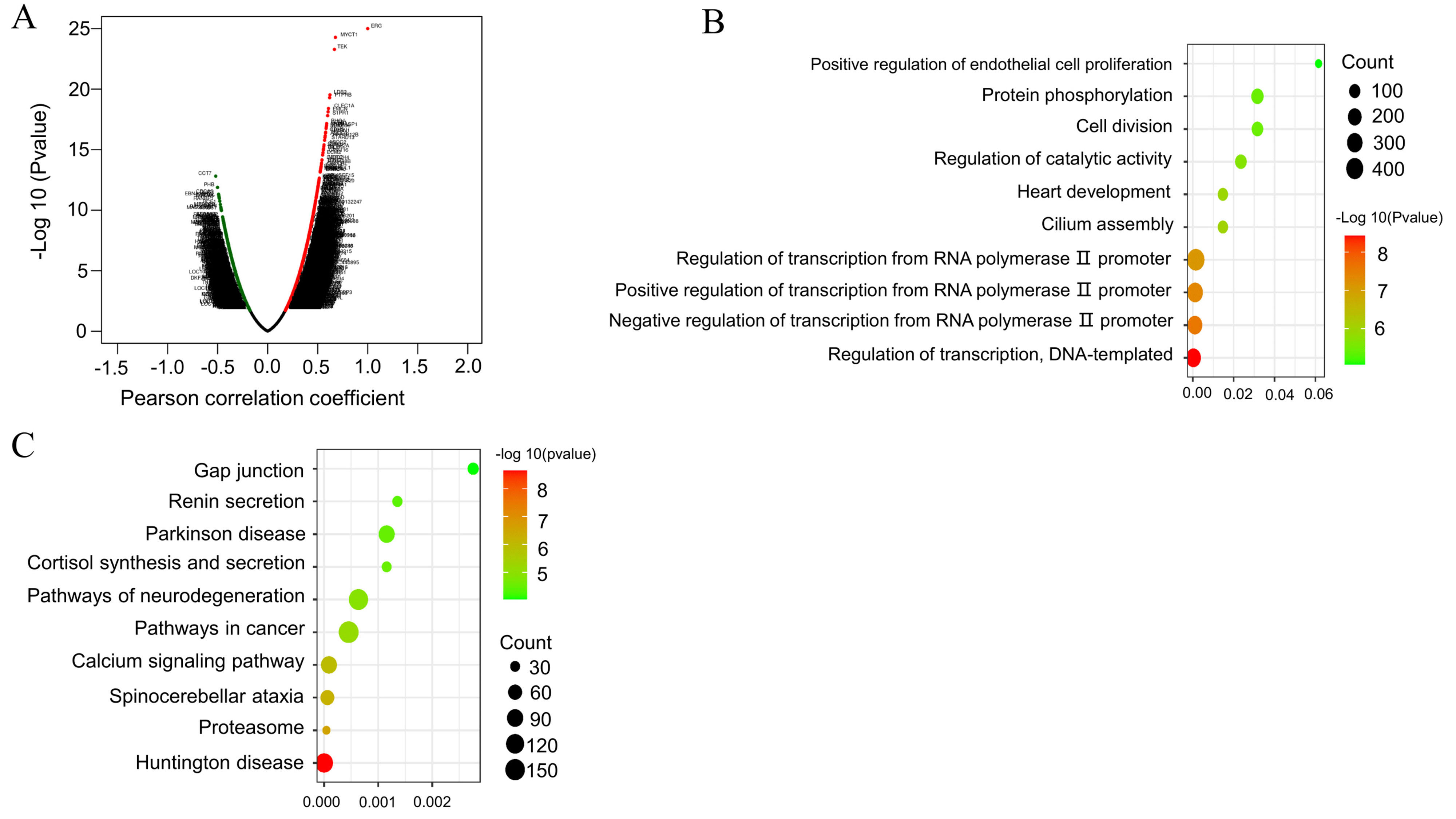 Gene Ontology (GO) term, biological process (BP), and Kyoto
Encyclopedia of Genes and Genome (KEGG) pathway enrichment analyses. (A) Genes
related to ERG. Positively associated genes are indicated in red and
negatively associated genes in green. (B) Dot plot of the top 10 most
significantly enriched GO BPs obtained using the DAVID v6.8 bioinformatics tool.
Dot size indicates the number of genes enriched in the BP and colour indicates
the p-value. (C) Dot plot of the top 10 most significantly enriched KEGG
pathways. Dot size indicates the number of genes enriched in the BP and dot
colour indicates the p-value.