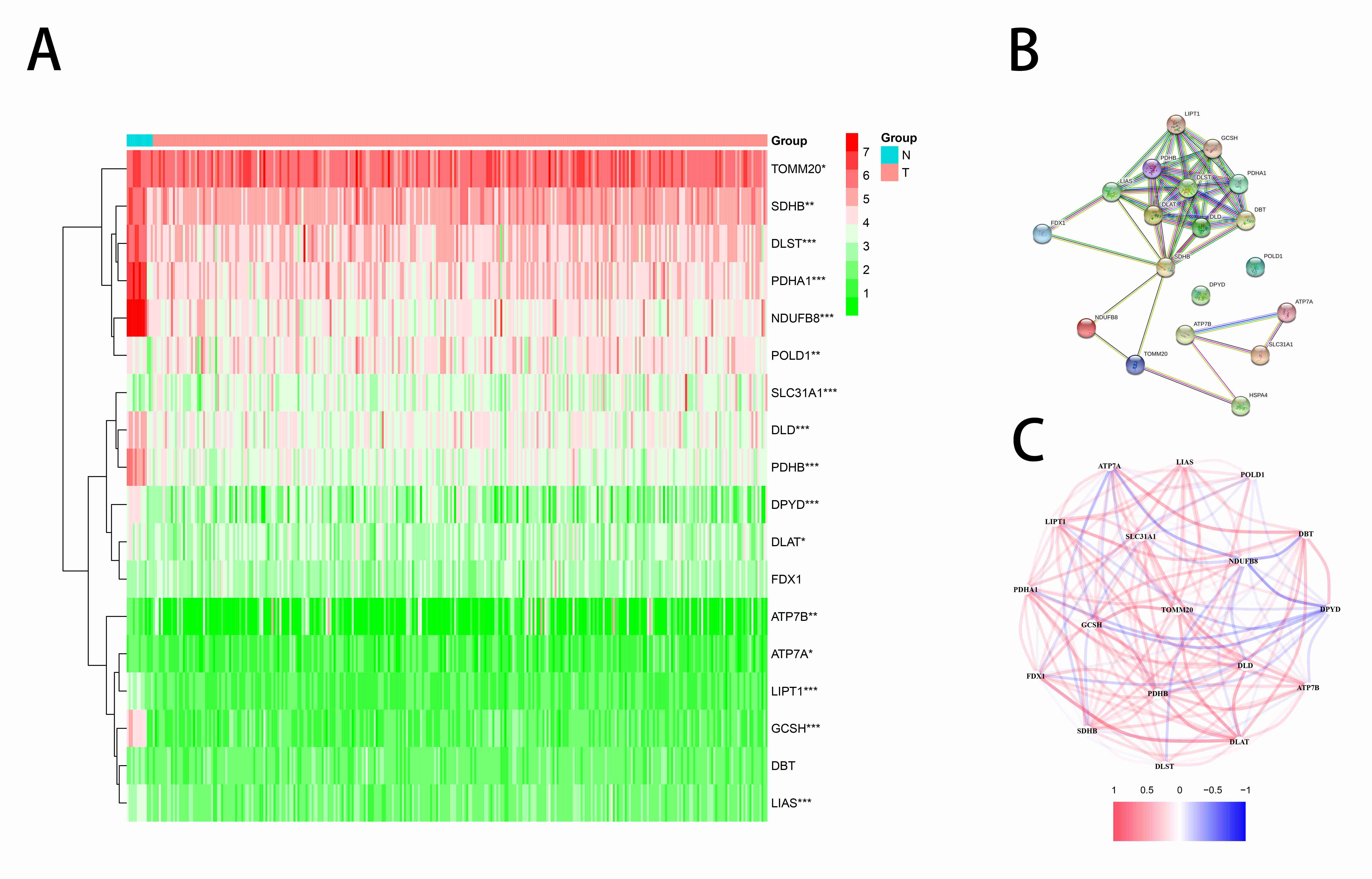 Illustrates the expression patterns of eighteen genes
associated with cuproptosis and their interactions. (A) heatmap illustrating the
variation in gene expression related to cuproptosis between tumor and normal
tissues. The p values are displayed as ***p < 0.001 and
**p < 0.01. (B) The PPI network showing interactions between genes in
cuprotosis (interaction score = 0.9). (C) The network of gene correlations
related to cuproptosis (red line: positive relationship; blue line: negative
relationship). The intensity of colors indicates the association strength.
TOMM20: Translocase Of Outer Mitochondrial Membrane; SDHB: Succinate
Dehydrogenase Complex Iron Sulfur Subunit B; DLST: Dihydrolipoamide
S-Succinyltransferase; PDHA1: Pyruvate Dehydrogenase E1 Subunit Alpha 1; NDUFB8:
NADH:Ubiquinone Oxidoreductase Subunit B8; POLD1: Polymerase Delta 1; SLC31A1:
Solute Carrier Family 31 Member 1; DLD: Dihydrolipoamide Dehydrogenase; PDHB:
Pyruvate Dehydrogenase E1 Subunit Beta; DPYD: Dihydropyrimidine Dehydrogenase;
DLAT: Dihydrolipoamide S-Acetyltransferase; FDX1: Ferredoxin 1; ATP7B: ATPase
Copper Transporting Beta; ATP7A: ATPase Copper Transporting Alpha; LIPT1:
Lipoyltransferase 1; GCSH: Glycine Cleavage System Protein H; DBT:
Dihydrolipoamide Branched Chain Transacylase; LIAS: Lipoic Acid Synthetase.
