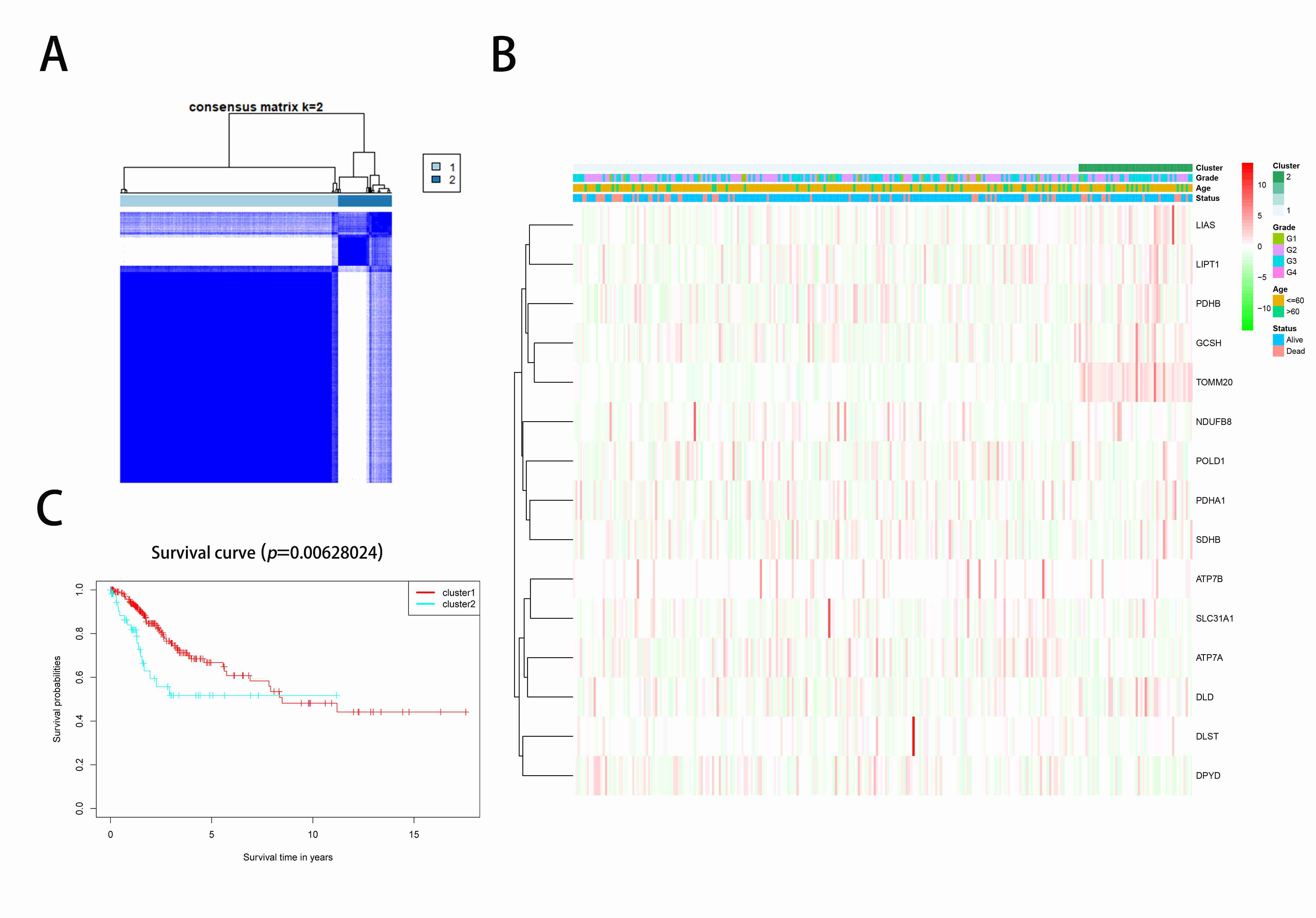 Tumor classification based on cuproptosis-associated
DEGs. (A) A consensus clustering matrix of 306 CC patients was developed (k = 2).
(B) This heatmap shows the clinicopathologic features of two clusters categorized
by means of the DEGs (G1, G2 and G3). (C) Kaplan-Meier OS curves.