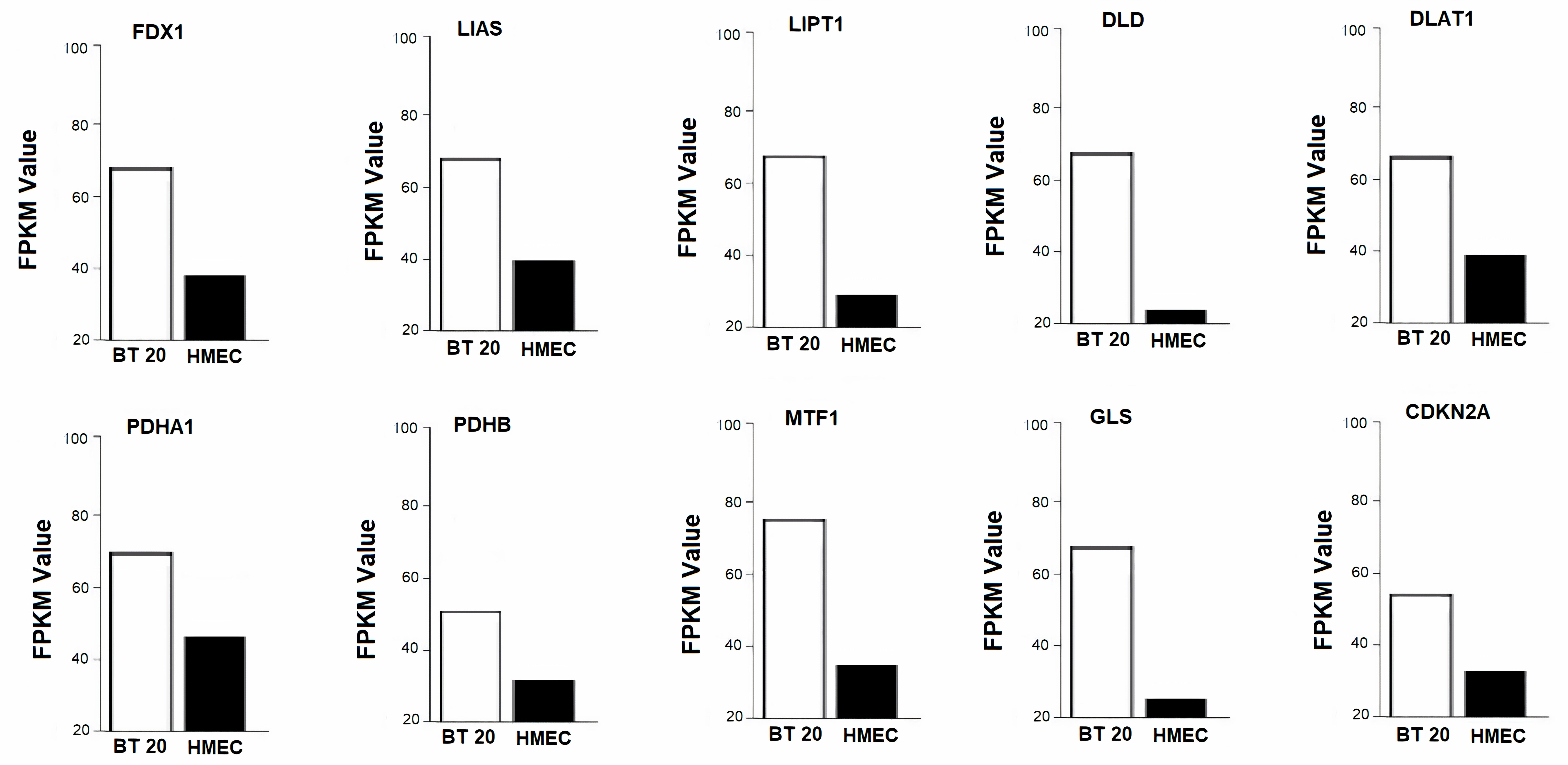 Expression analysis of CRGs using BT 20 and HMEC cell lines
via RNA-seq analysis. CRGs: Cuproptosis-Related Genes; RNA-seq: RNA
sequencing.