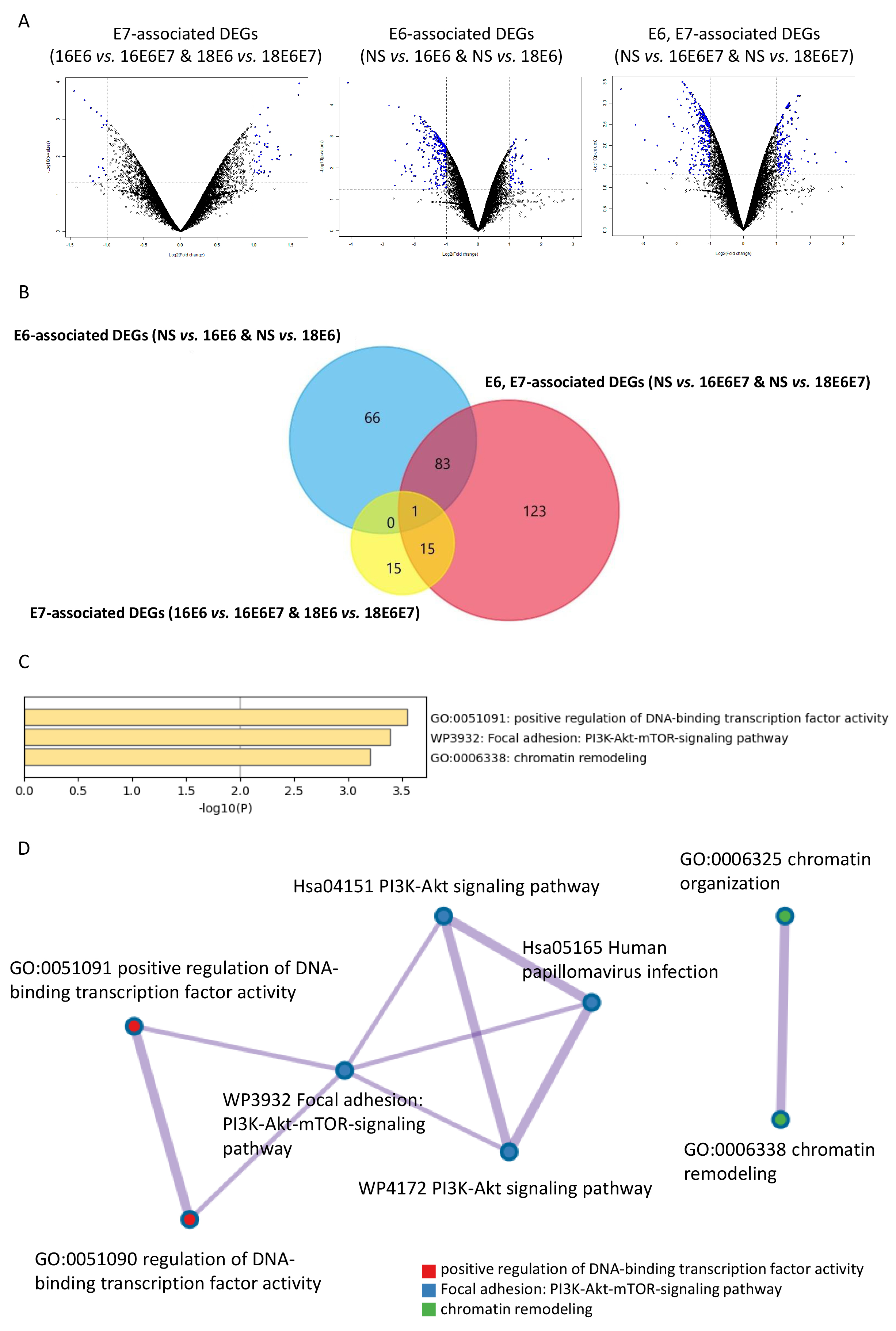 Microarray analysis and functional annotation using RNAs from
small interfering RNA-transfected cells. (A) Volcano plots of E7-associated DEGs
(comparing 16E6- vs. 16E6E7-transfected CaSki cells and 18E6-
vs. 18E6E7-transfected HeLa cells), E6-associated DEGs (comparing NS-
vs. 16E6-transfected CaSki cells and NS- vs. 18E6-transfected
HeLa cells) and E6, E7-associated DEGs (comparing NS- vs.
16E6E7-transfected CaSki cells and NS- vs. 18E6E7-transfected HeLa
cells). p-values (-log10) are plotted against FC (log2).
Upregulated (log2FC ≥1 and p < 0.05) and downregulated
(log2FC ≤−1 and p < 0.05) DEGs are denoted by blue
nodes. (B) Venn diagram showing the overlap among E7-associated, E6-associated
and E6, E7-associated DEGs. (C) Functional annotation using Metascape of the 15
E7-specific DEGs extracted from the Venn diagram. (D) Enriched ontology clusters
based on Metascape analysis of the 15 E7-specific DEGs. FC: fold change. DEGs:
differentially expressed genes; NS: Non-specific; GO: Gene Ontology; PI3K:
phosphatidylinositol 3-kinase; Akt: AKT serine/threonine kinase; mTOR: mammalian
target of rapamycin.