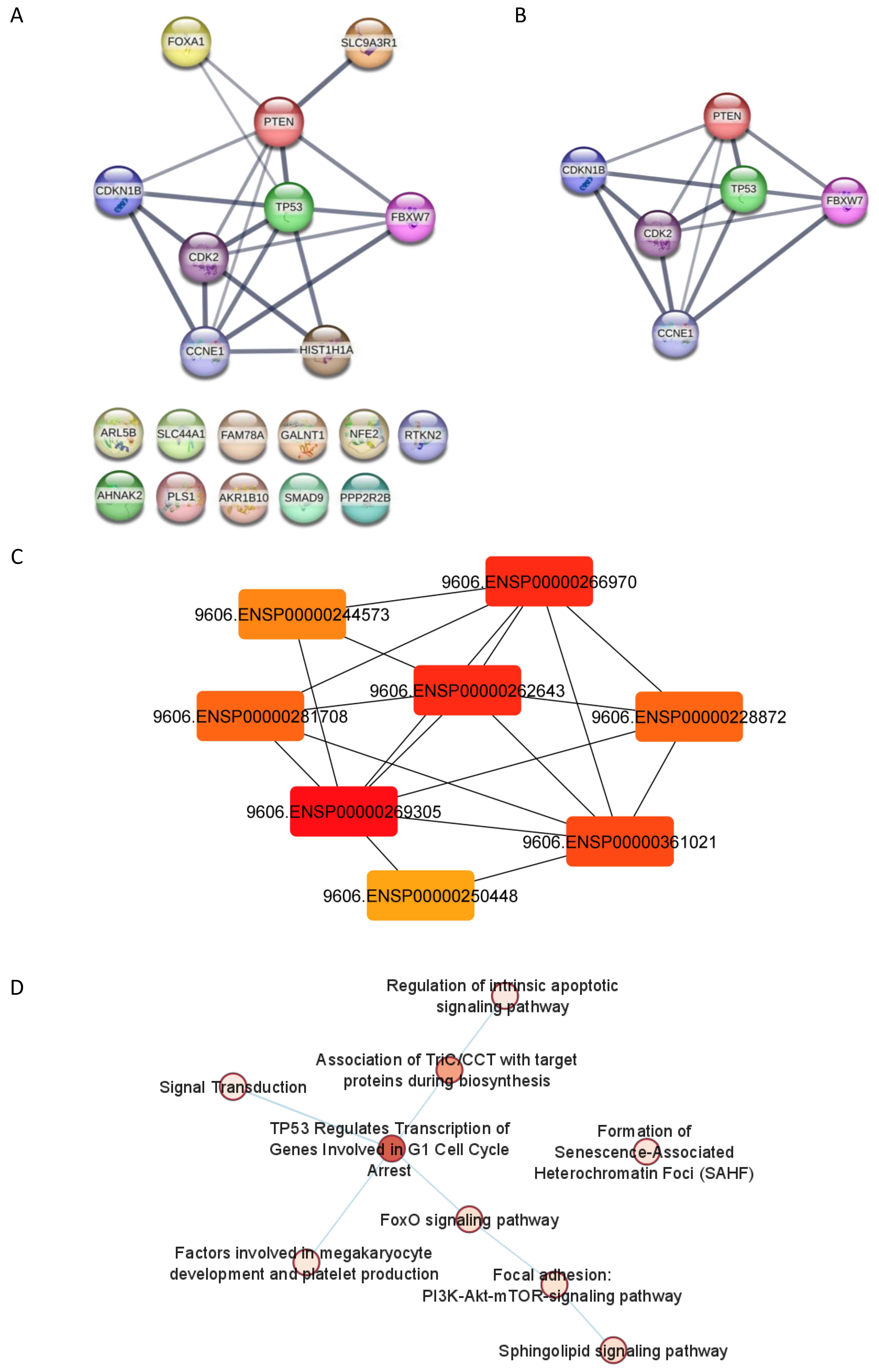 Analyses of the PPI network, module, hub genes and pathway
interactions of the 15 E7-specific DEGs by STRING and Cytoscape. (A) PPI network
generated using STRING. (B) Module of the PPI network. (C) Top 8 hub genes of the
PPI network based on the maximal clique centrality method. (D) Pathway
interactions of the PPI network. PPI: Protein-Protein Interaction; DEGs:
differentially expressed genes; STRING: Search Tool for the Retrieval of
Interacting Genes/Proteins.