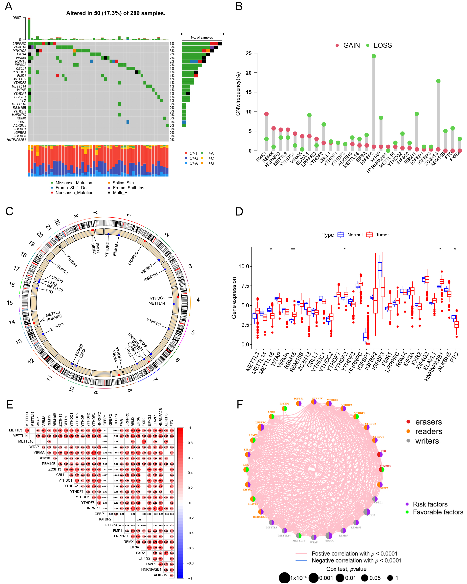 Multi-omics characterization landscape of m6A regulators in
cervical cancer. (A) The mutation landscape of 28 m6A regulators. (B) Copy
number variation alteration frequency of m6A regulators. (C) The location of CNV
alteration of m6A regulators on chromosomes. (D) Differential expression of m6A
regulators in tumor and normal samples. *p < 0.05,
**p < 0.01. (E) Pearson correlation analysis reveals positive
and negative correlations among m6A regulators. (F) Prognostic network diagram of
the three RNA modification species. The left half of circle in different colors
represents different RNA modification types. Lines between m6A regulators
represent their positive/negative correlations. The size of the circles
represents the relationship between m6A regulators and survival. The larger the
circle the more likely it is to be a prognosis-related gene.