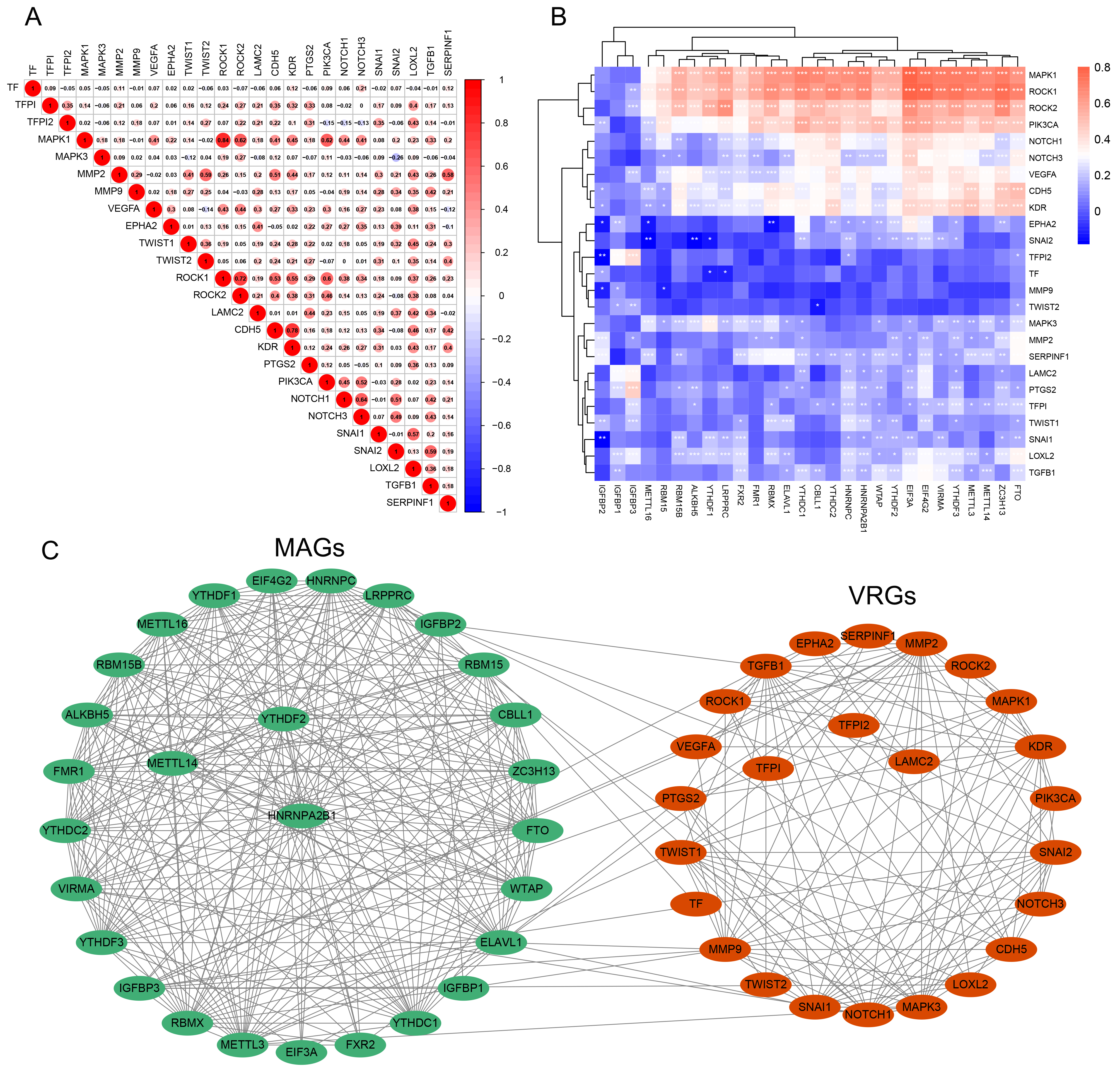 Correlation between m6A regulators and VM. (A) The expression
correlation analysis of VRGs in CC. (B) The correlations between m6A
regulators and VRGs. *p < 0.05,
**p < 0.01, ***p < 0.001. (C) PPI network
revealed complex relationships between MARs and VRGs.