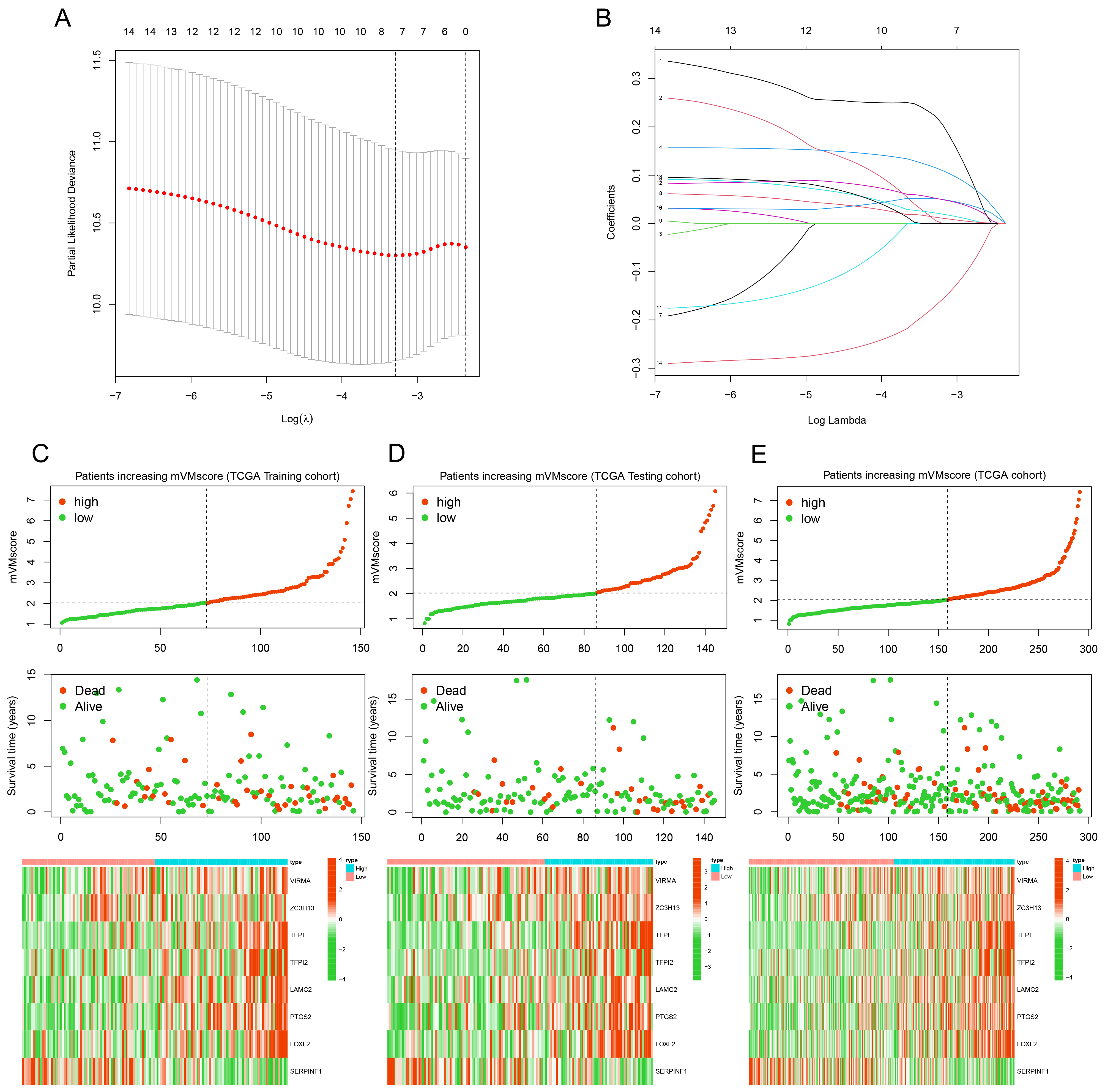 Construction of a prognosis signature base on mVM genes. (A,B)
LASSO Cox analysis identified eight prognosis-related genes. (C–E) Distribution
of mVmscore, survival status of CC patients and heatmap expression of
characteristic gene expression in the training cohort (C), testing cohort (D) and
entire TCGA cohort (E).