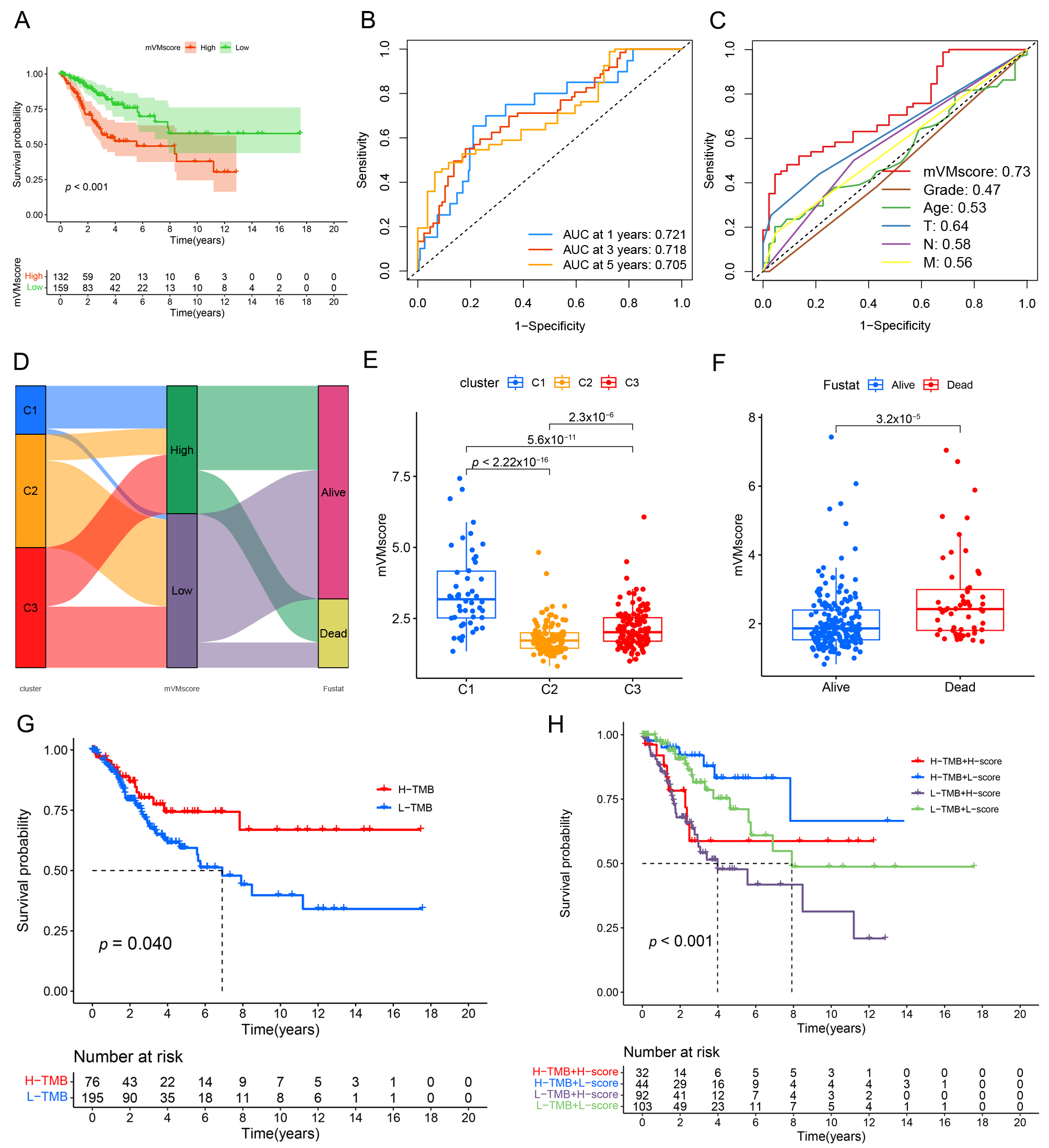 Analysis of mVMscore correlation with clinical traits and
somatic mutations. (A) Kaplan-Meier curves of the mVMscore in the entire TCGA
dataset. (B) Time-dependent ROC curve of the mVMscore prognostic signature for
1-, 3- and 5-year overall survival (OS) of CC patients in the entire TCGA
dataset. (C) ROC curve analysis of the mVMscore and clinicopathological
parameters (grade, age, T stage, N stage and M stage) for 5-year OS. (D) The
alluvial diagram depicted the changes of clusters, mVMscore and survival status.
(E) Comparison of mVMscore among different clusters. (F) Comparison of mVMscore
between different survival states. (G) Kaplan-Meier curves for high-TMB
vs. low-TMB groups. (H) Kaplan-Meier survival analysis for patients with
different expression levels of mVMscore & TMB.