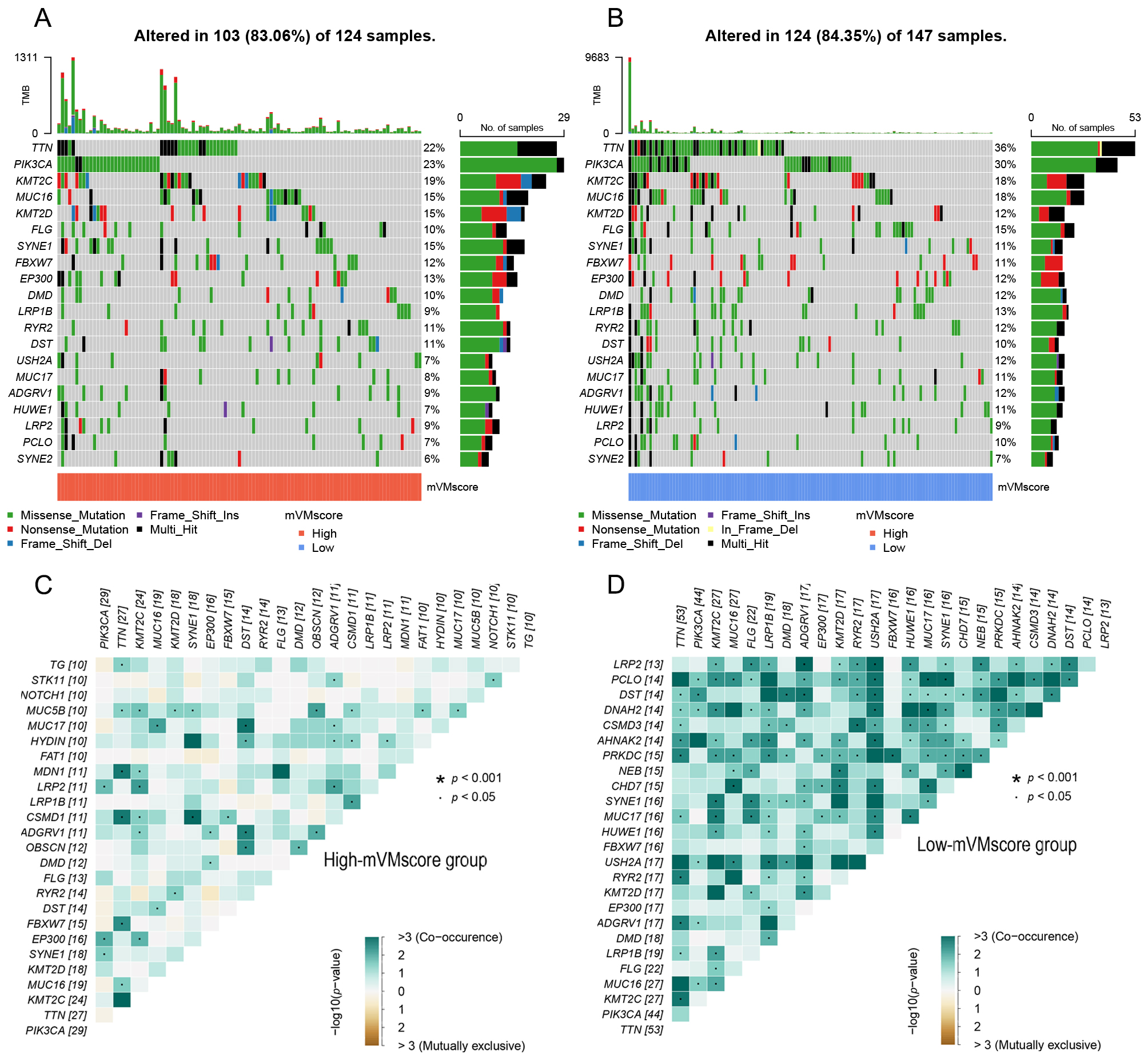 Comparison of somatic mutations among different subgroups. (A)
The mutation alteration in high-risk group. (B) The mutation alteration in
low-risk group. (C) Correlation of mutated genes in high mVMscore groups. (D)
Correlation of mutated genes in low mVMscore groups.