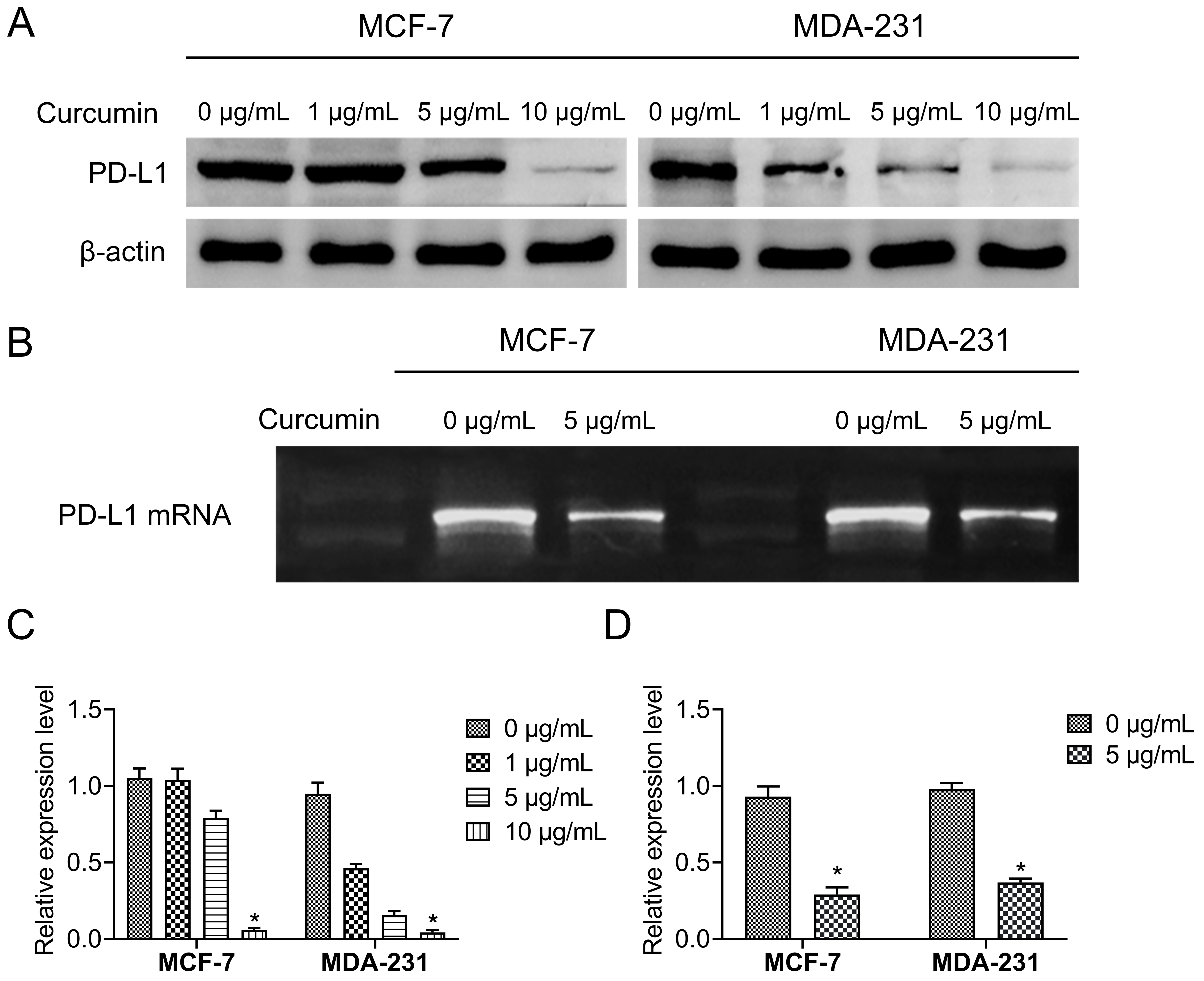 Curcumin can significantly inhibit both the expression level of
PD-L1 protein and PD-L1 mRNA in breast cancer cells. Western blotting was
carried out to investigate the inhibitory effect of curcumin on PD-L1. The
expression of PD-L1 protein showed decreased expression along with the
concentration of curcumin increasing; (A,C) RT-PCR was used to determine the
effect of curcumin on the expression of PD-L1 mRNA. Compared with the untreated
control, the abundance of PD-L1 transcripts in the breast cancer cells with
curcumin decreased significantly, and the decrease was increased with the
increase of curcumin concentration (B,D). *p < 0.05. PD-L1:
Programmed Death-Ligand 1.