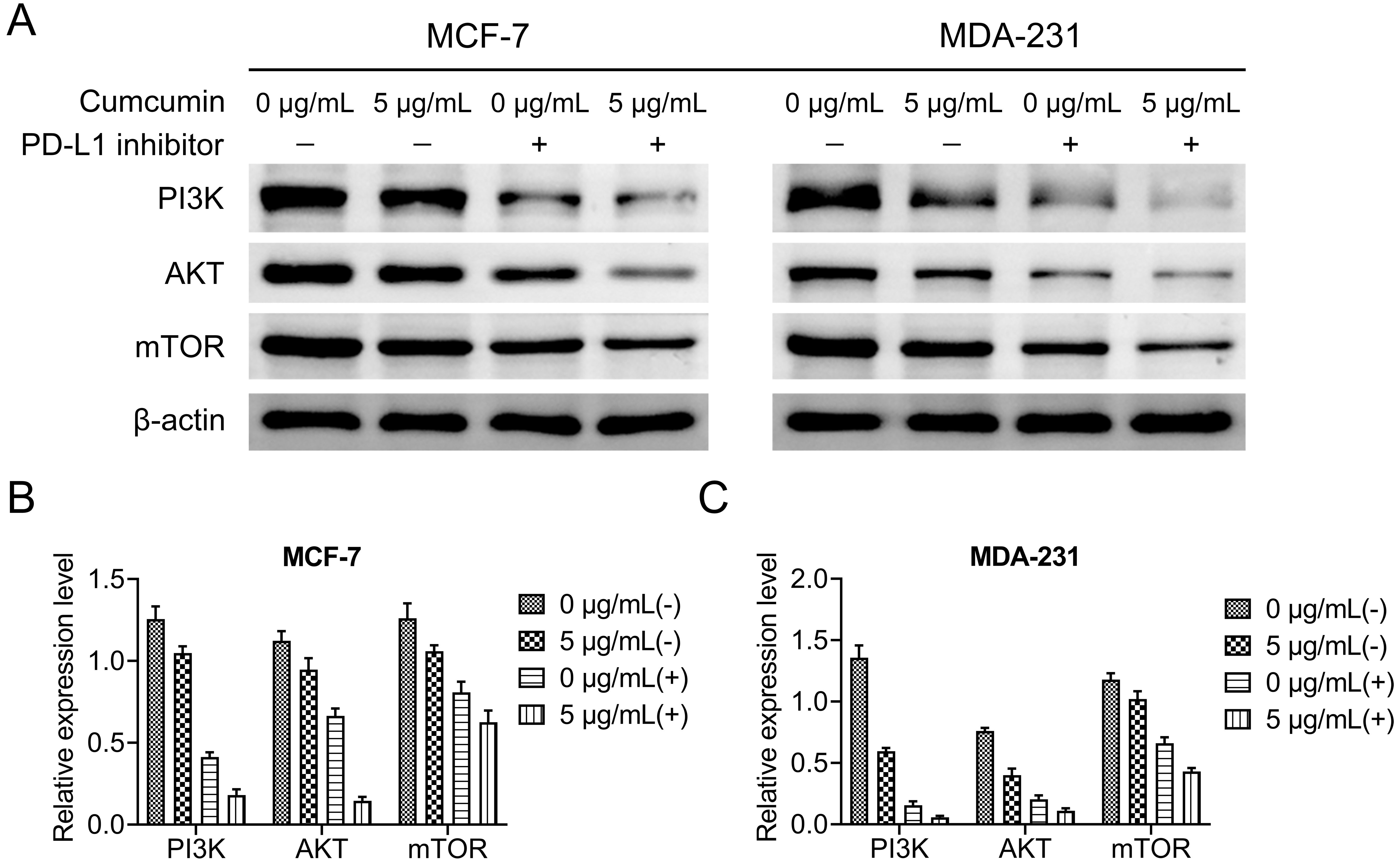 Curcumin induces the inhibition of PD-L1 expression and mediates
the inhibition of the PI3K/AKT/mTOR pathway. (A) 5 μg/mL curcumin and 20 nM PD-L1 inhibitor BMS202 was used to act on the breast cancer cell MCF-7 and MDA231 cells. (B,C) The Western blot was used to determine the level of PI3K/AKT/mTOR pathway protein expression. The qualification of Western blot was used to determine the level of PI3K/AKT/mTOR pathway protein expression in MCF-7 (B) and MDA-231 (C) cells. PD-L1: Programmed Death-Ligand 1; PI3K: Phosphatidylinositol 3-Kinase;
AKT: Protein Kinase B; mTOR: mechanistic Target of Rapamycin.