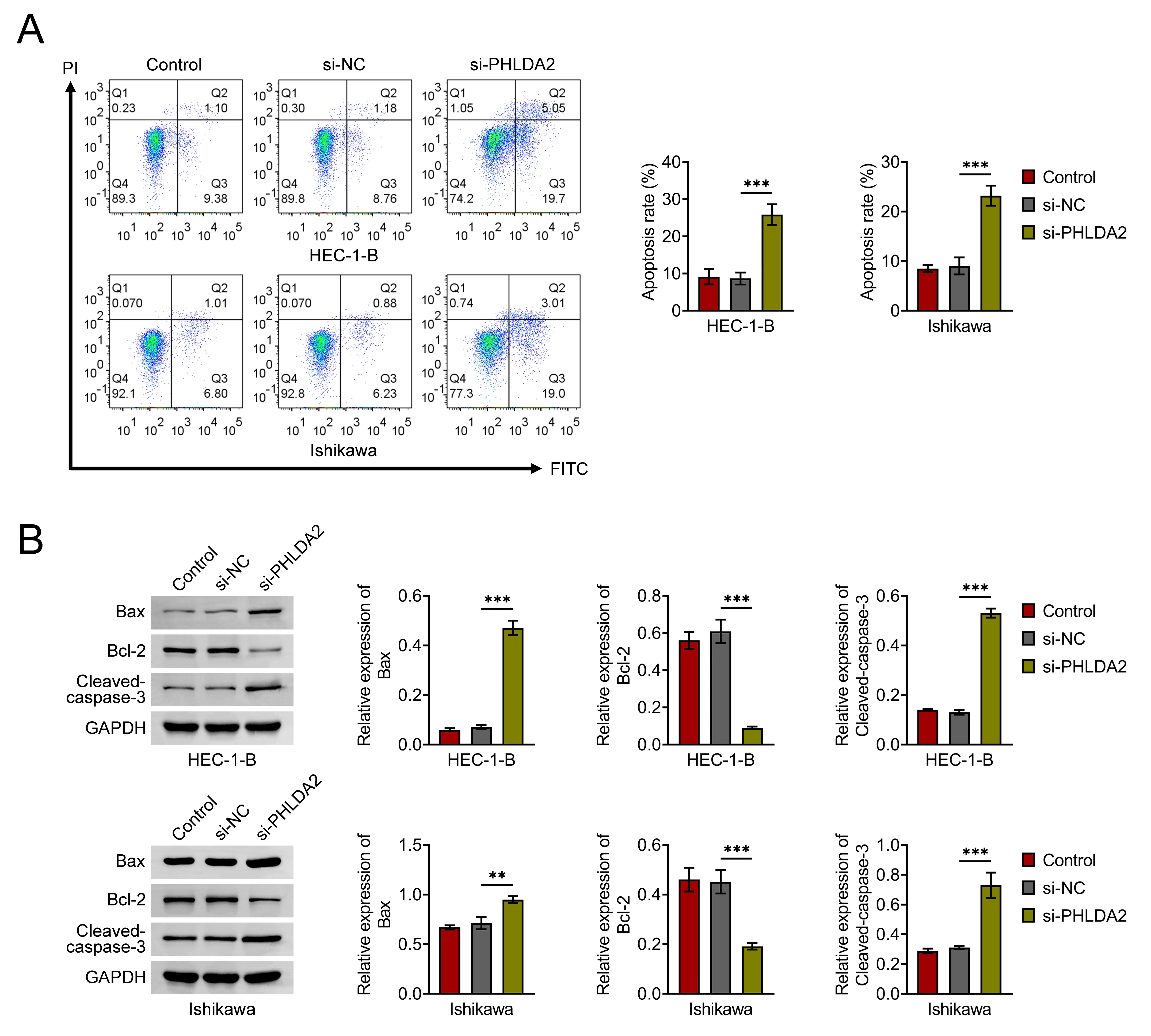 PHLDA2 knockdown promotes apoptosis in EC cells. (A) Flow
cytometry analysis of apoptosis in PHLDA2-knockdown and control EC cells. (B)
Western blot analysis of apoptosis-related proteins Bax, Bcl-2 and
Cleaved-caspase-3 in EC cells following PHLDA2 knockdown. **p < 0.01,
***p < 0.001. si-NC: small interfering RNA negative control;
si-PHLDA2: small interfering RNA targeting PHLDA2; HEC-1-B: PI: Propidium Iodide;
FITC: Fluorescein Isothiocyanate; Bax: Bcl-2-associated X protein; Bcl-2: B-cell
lymphoma-2; GAPDH: Glyceraldehyde-3-Phosphate Dehydrogenase.