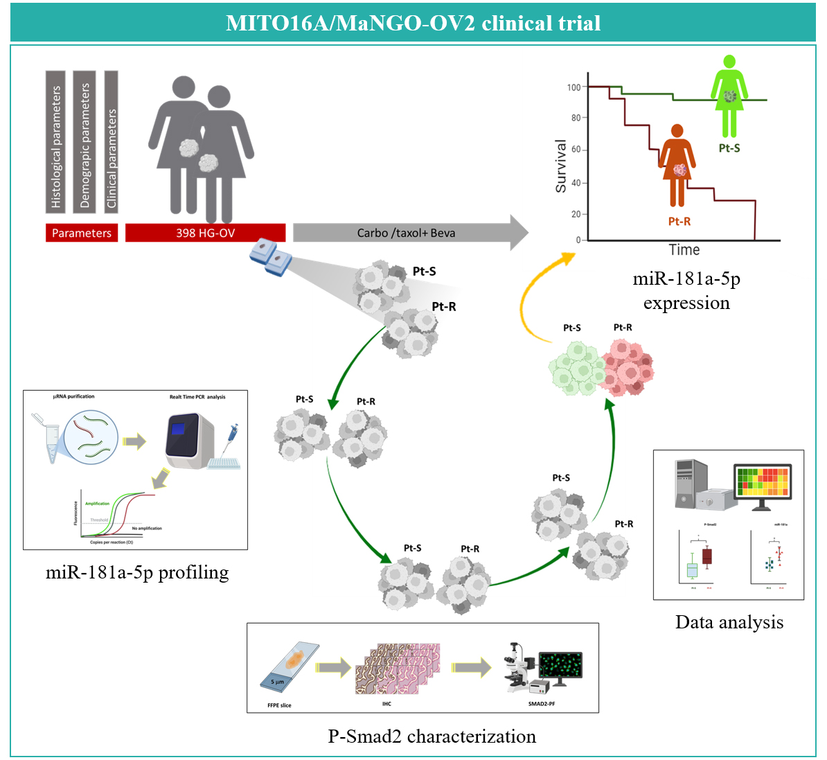 Schematic representation of the workflow and final results. The 
figure illustrates the key steps of the methodology and the main outcomes 
obtained. Abbreviations: Carbo: carboplatin; Beva: Bevacizumab; Pt-S: 
Platinum-sensitive; Pt-R: Platinum-resistant; FFPE: formalin-fixed paraffin 
embedded; IHC: Immunohistochemistry; P-Smad2: phosphorylated Smad2.