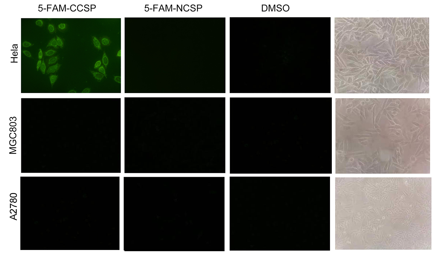 Affinity and specificity of 5-FAM-CCSP for HeLa cells
(magnification 200×). Strong green fluorescence signals were primarily
localized in the cytoplasm and cell membrane of cervical cancer HeLa cells
treated with 5-FAM-CCSP. In contrast, no fluorescence signals were observed in
control cells (MGC803 and A2780). Additionally, no fluorescence was detected in
cells treated with 5-FAM-NCSP (negative control peptides labeled with 5-FAM).
FAM: 5-Carboxyfluorescein; CCSP: Cervical cancer specifically targeting peptide;
NCSP: negative control peptide; DMSO: Dimethyl sulfoxide.