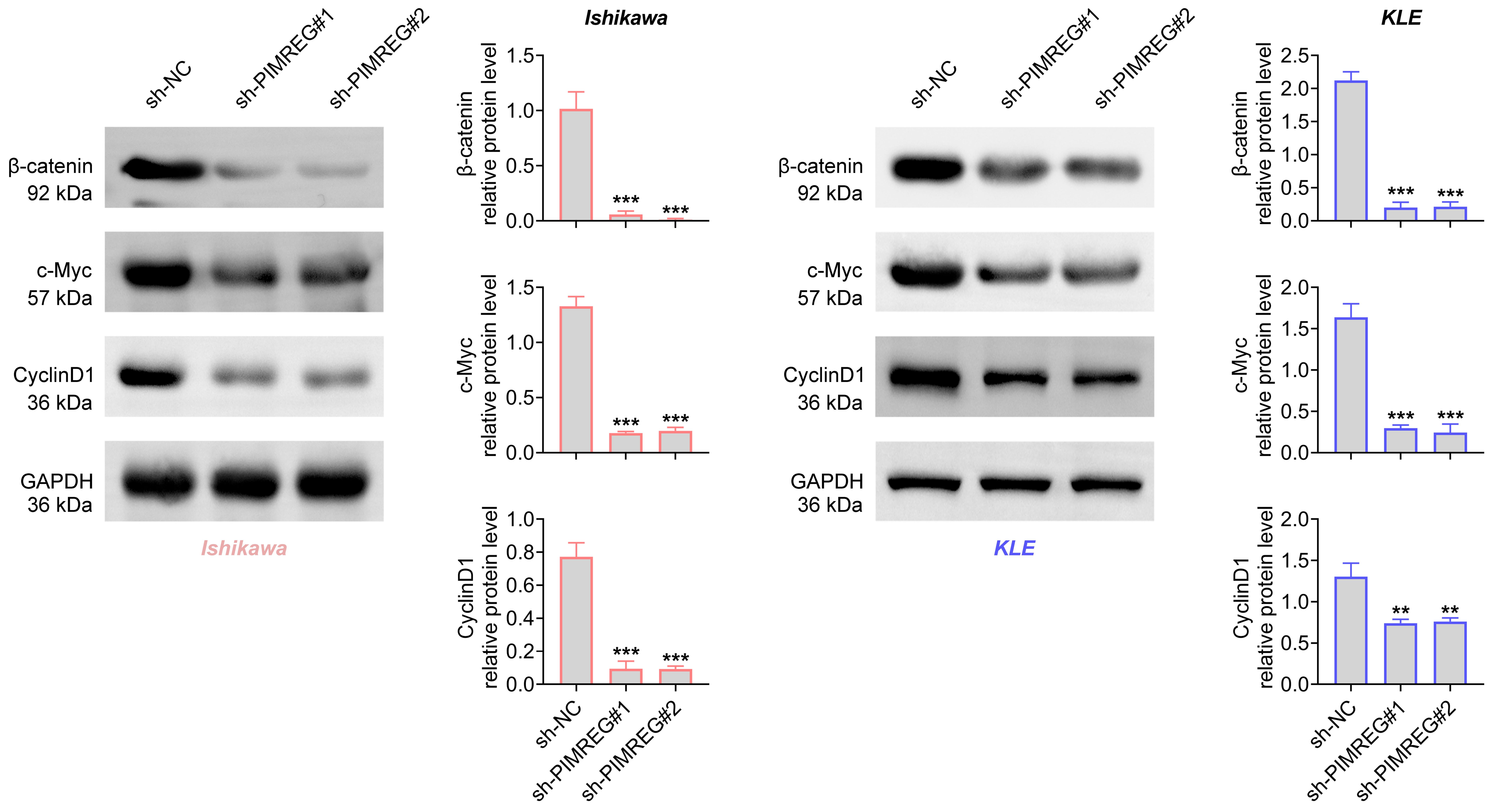 Inhibition of PIMREG attenuated the 
Wnt/β-catenin pathway. Groups were separated into the sh-NC, 
sh-PIMREG#1 and sh-PIMREG#2 groups. The protein expressions of 
β-catenin, c-Myc and CyclinD1 were inspected through Western blot. 
**p < 0.01, ***p < 0.001. PIMREG: PICALM 
interacting mitotic regulator; sh-NC: Short hairpin-negative control; GAPDH: 
glyceraldehyde-3-phosphate dehydrogenase.