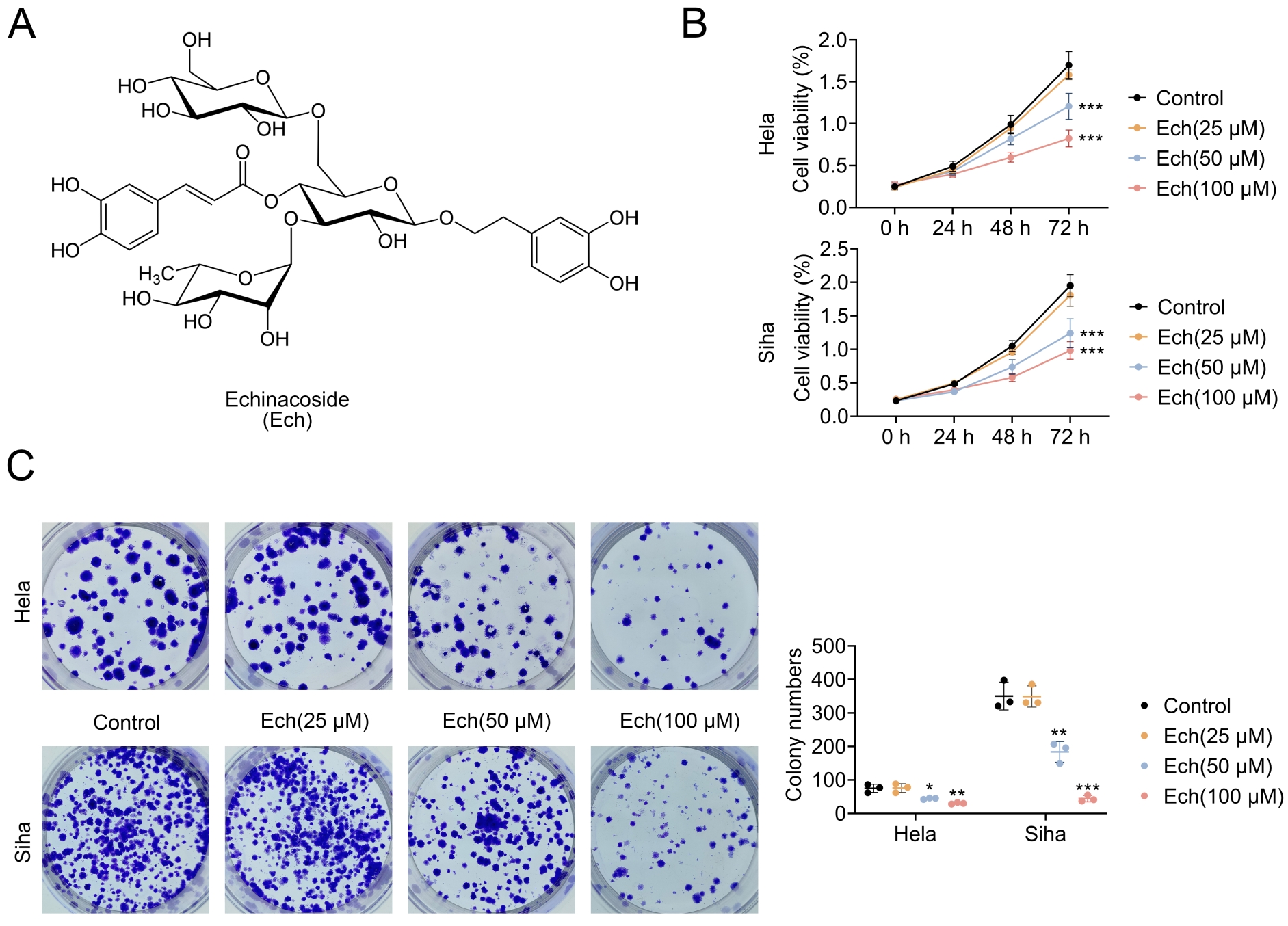 Echinacoside (Ech) inhibits cervical cancer cell growth and 
colony formation. (A) Chemical structure of Echinacoside (Ech). (B) Cell 
viability assay showing the effects of Ech (25 μM, 50 μM and 100 
μM) on Hela and Siha cells over a 72-h period. Ech treatment significantly 
reduced cell viability in both cell lines compared to control. (C) Colony 
formation assays in Hela and Siha cells treated with varying concentrations of 
Ech (25 μM, 50 μM and 100 μM) for 14 days. Colony numbers were 
significantly reduced in the Ech-treated groups compared to control. The graph on 
the right shows the quantification of colony numbers, demonstrating 
dose-dependent inhibition of cell growth by Ech. Data are presented as mean 
± SD from three independent experiments (n = 3). Statistical significance 
was assessed using one-way ANOVA with Tukey’s post-hoc test. 
*p < 0.05, **p < 0.01, 
***p < 0.001, vs. control.