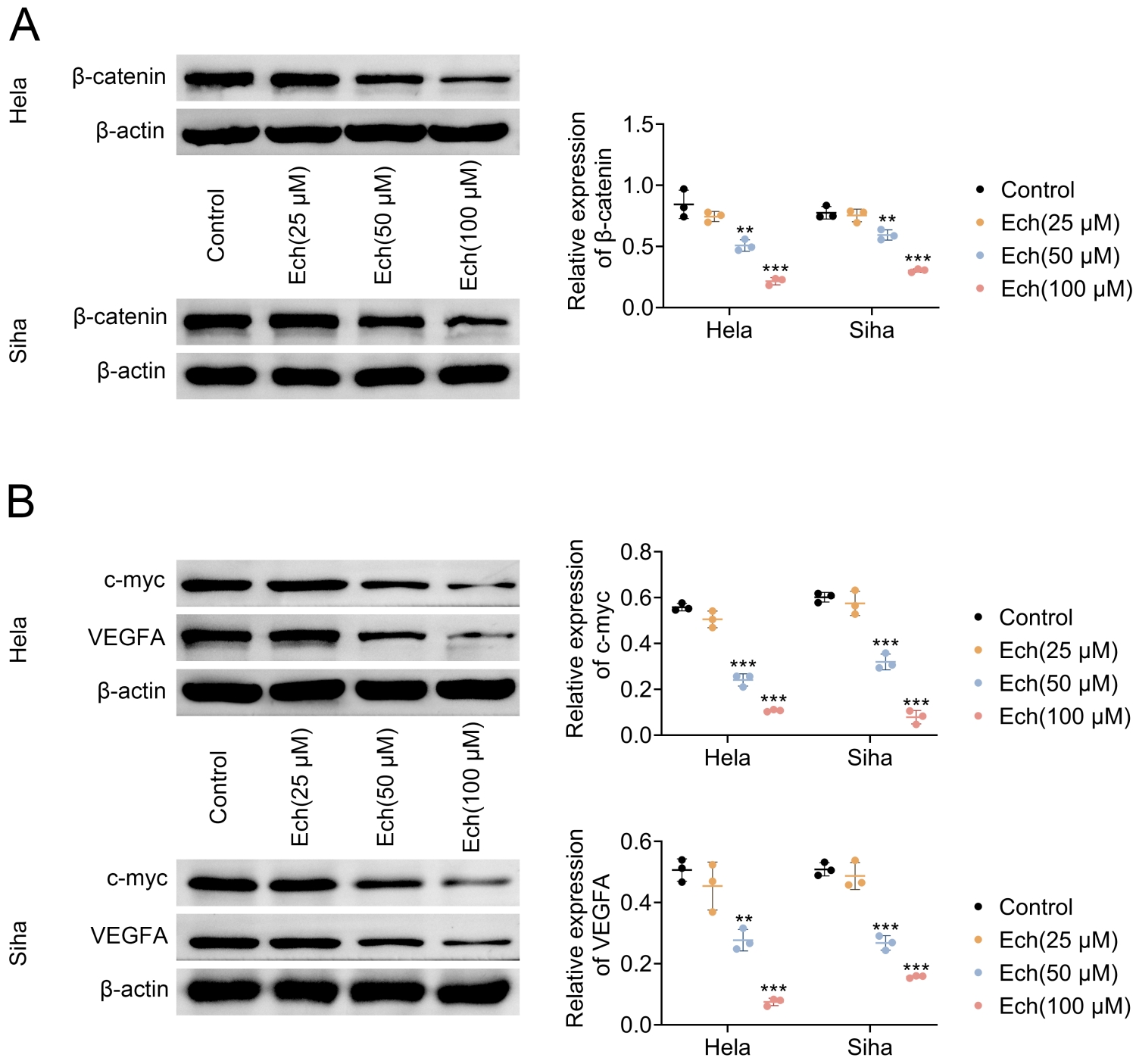 Echinacoside (Ech) inhibits the Wnt/β-catenin signaling 
pathway in cervical cancer cells. (A) Western blot analysis showing the 
expression of β-catenin in Hela and Siha cells treated with different 
concentrations of Ech (25 μM, 50 μM and 100 μM). 
β-actin was used as a loading control. (B) Western blot analysis of c-myc 
and VEGFA expression in Hela and Siha cells following treatment with Ech. 
β-actin was used as a loading control. **p < 0.01, 
***p < 0.001, vs. control. Data are presented as 
mean ± SD from three independent experiments (n = 3). Statistical 
significance was assessed using one-way ANOVA with Tukey’s post-hoc 
test.