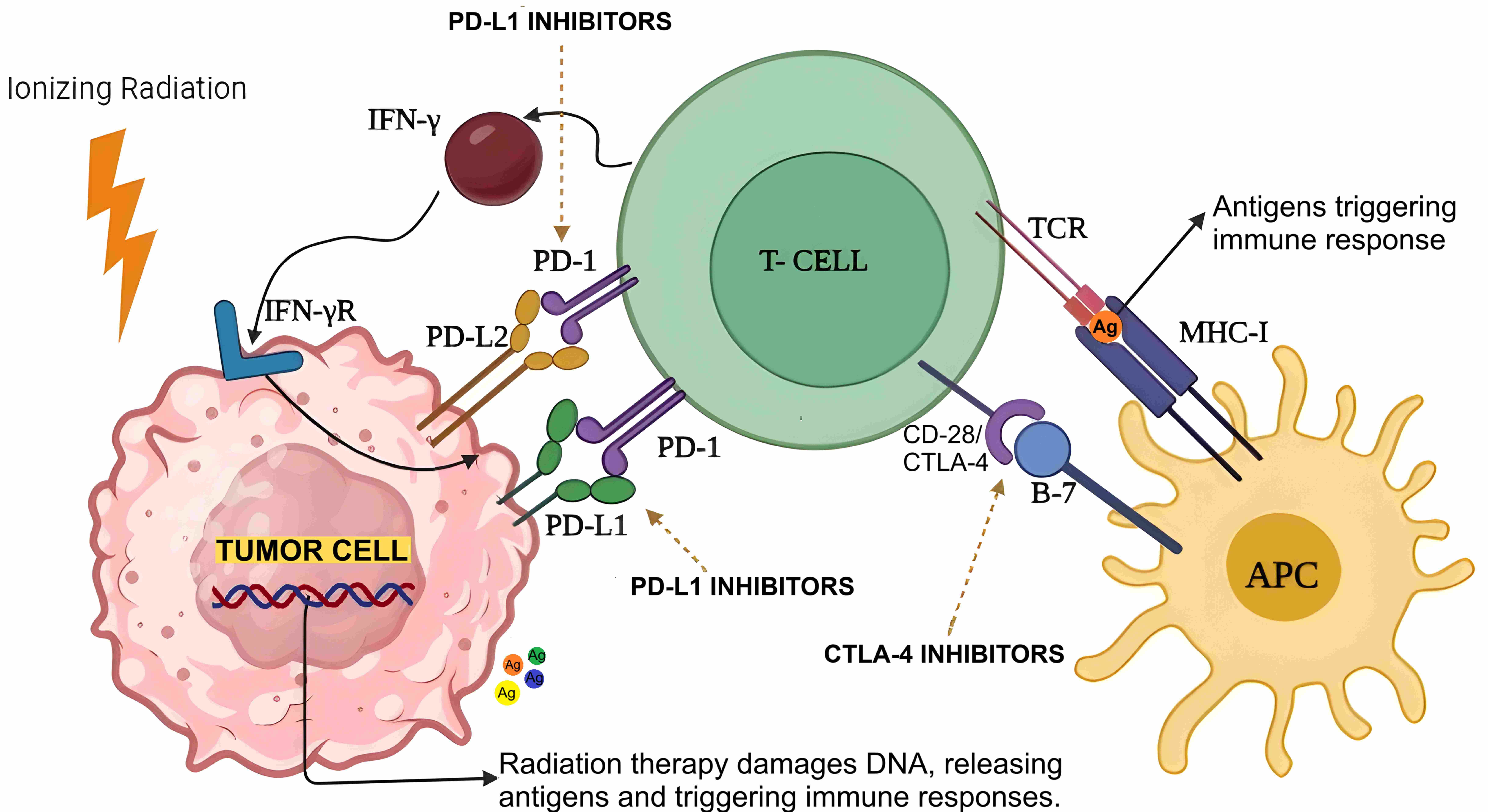 The image illustrates how immune checkpoint inhibitors
(e.g., PD-1, PD-L1 and CTLA-4 inhibitors) enhance T-cell activity by
blocking inhibitory signals from tumor cells, while radiotherapy promotes antigen
release by damaging tumor DNA, thereby stimulating an immune response. Abbreviations: PD-1: Programmed Cell Death Protein 1; PD-L1: Programmed
Death-Ligand 1; PD-L2: Programmed Death-Ligand 2; CTLA-4: Cytotoxic
T-lymphocyte-associated protein 4; IFN-γ: Interferon-gamma; TCR: T cell
receptor; MHC-1: Major Histocompatibility Complex Class I; APC: Antigen
Presenting Cells.