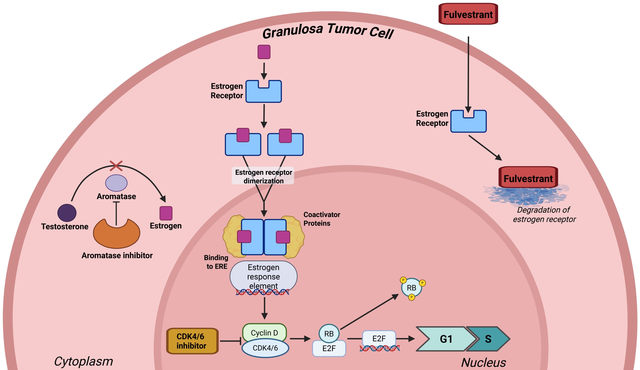 Potential mechanisms of action of estrogen blockade combined 
with CDK4/6 inhibition in granulosa cell tumors [12, 13, 14]. In HR+ tumor cells, 
estrogen receptors are activated by estrogen binding leading to the upregulation 
of Cyclin D expression, which binds to and activates CDK4/6. Activated CDK4/6 
phosphorylates retinoblastoma (RB) protein releaseing the E2F transcription 
factor, resulting in cell cycle progression from G1 to S phase, promoting cell 
growth and proliferation. Hormonal therapies (e.g., Fulvestrant) are 
antagonists to estrogen receptors. They bind to and block estrogen receptors, 
inducing receptor degradation and inhibition of downstream proliferative 
signaling. Aromatase inhibitors block the activity of the enzyme aromatase, which 
converts androgens (e.g., testosterone) into estrogen decreasing 
peripheral levels of estrogen, hence reducing signaling through the estrogen 
receptor pathway. Created with Biorender.com. 
CDK4/6: Cyclin Dependent Kinase 4/6; RB: retinoblasoma; ERE: Estrogen response 
element; E2F: Early region 2 binding factor.