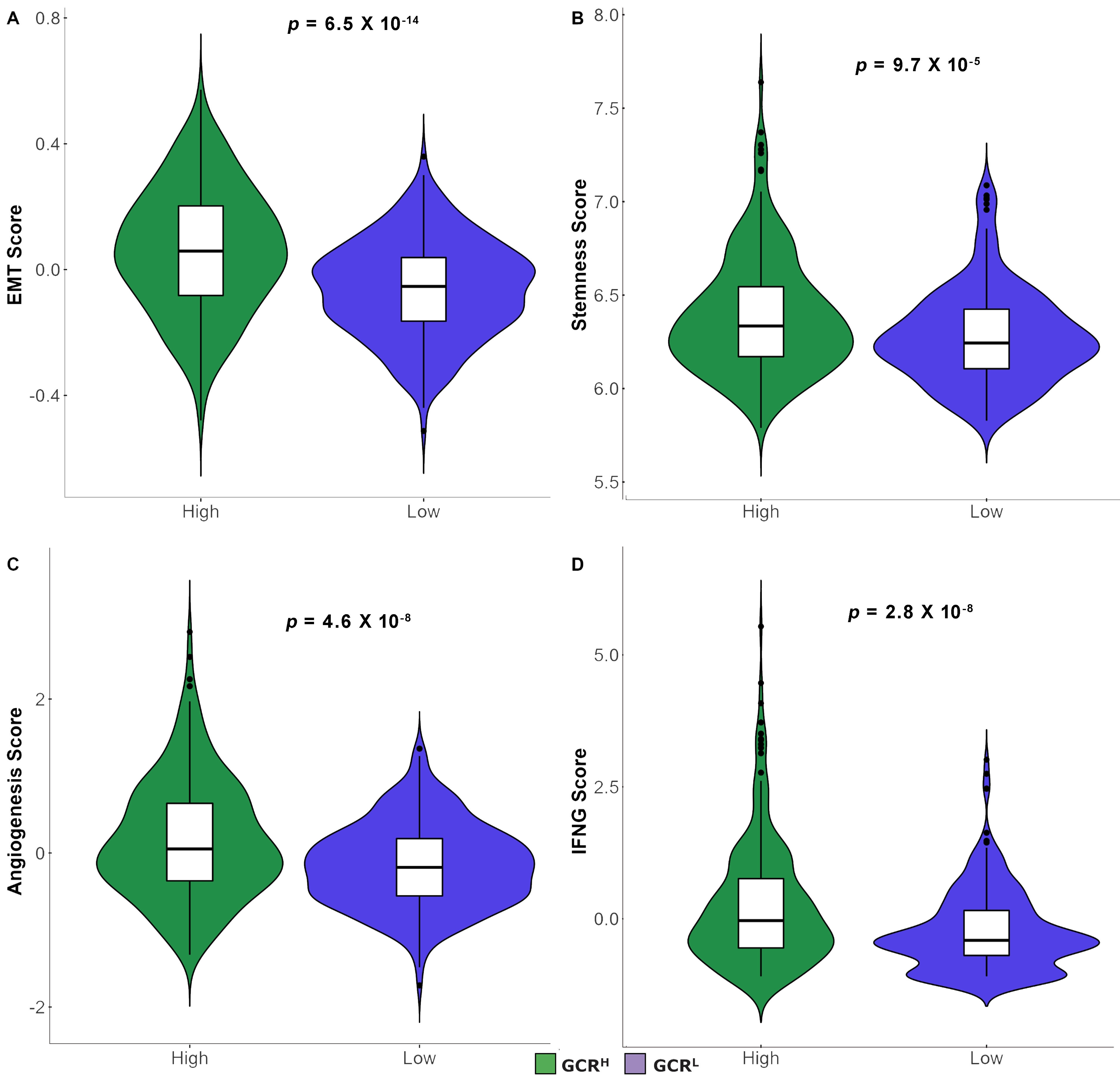 The pattern of EMT, stemness, angiogenesis and IFNG scores in
GCRH and GCRL EC groups. (A) Epithelial-to-mesenchymal transition
(EMT) phenotype. (B) Distribution of stemness. (C) Distribution of Angiogenesis
score. (D) Distribution of IFNG score. EMT: epithelial-mesenchymal transition;
GCRH: high glucocorticoid receptor; GCRL: low glucocorticoid receptor;
GCR: glucocorticoid receptor.