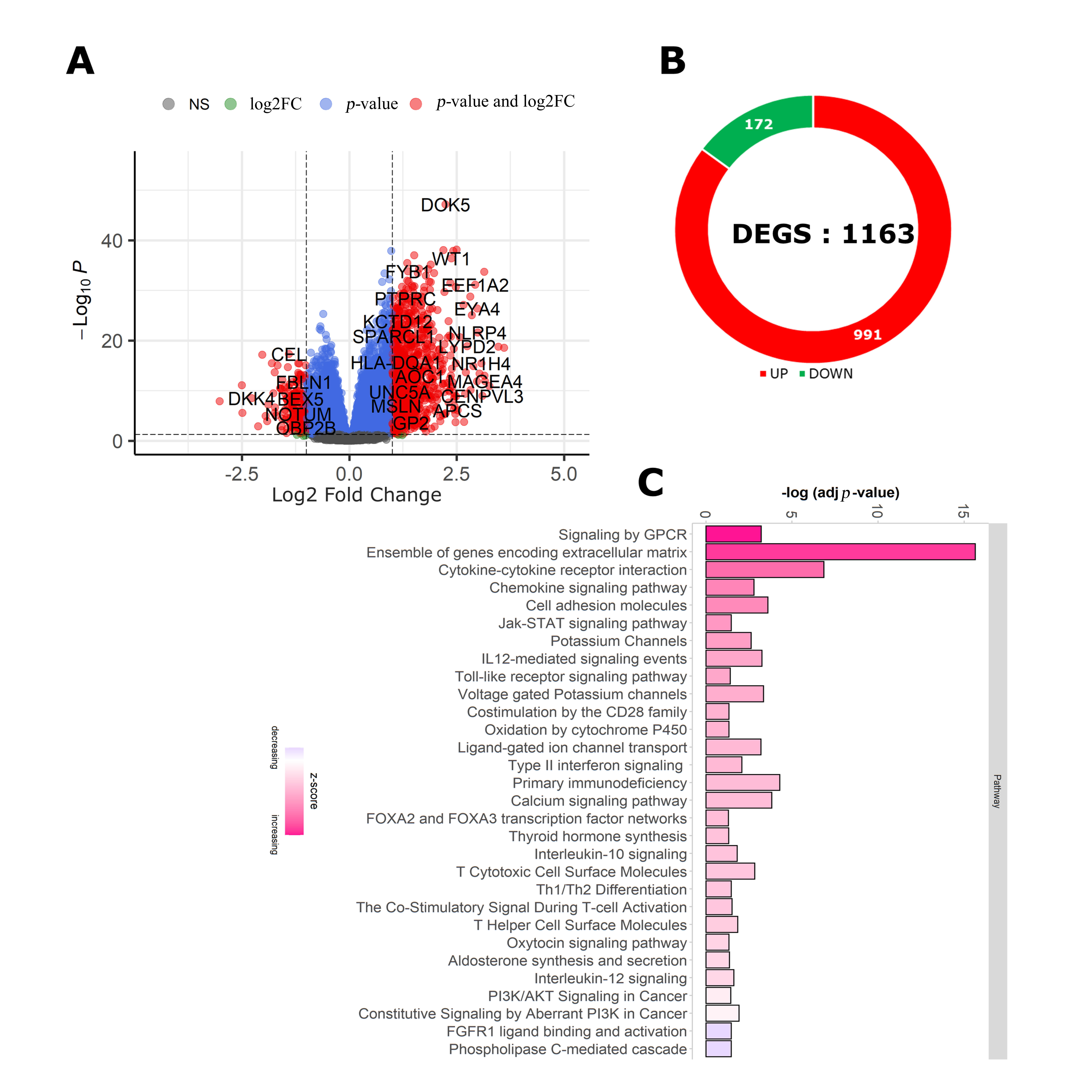 Differential expression and pathway enrichment analysis of GCR
groups of endometrial tumors. (A) The volcano plot represents the distribution
of differentially regulated genes. (B) Up- and down- regulated genes between
GCRH and GCRL groups. (C) The significant pathways enriched by the
differentially regulated genes.