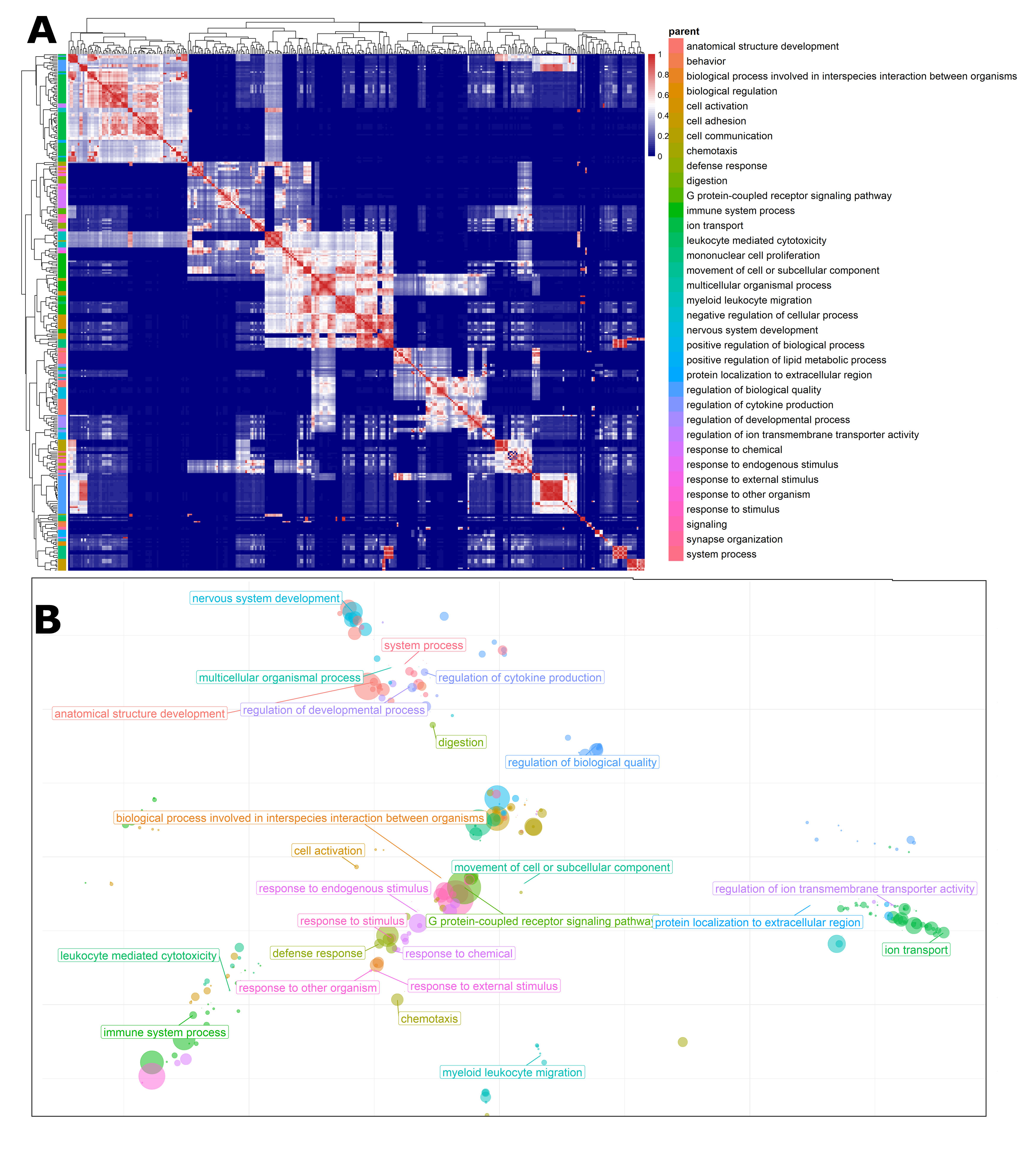 Representation of gene ontology analysis. (A) The semantic
similarity of gene ontology represented as a correlation map. (B) The clustered
gene ontologies associated with the differentially regulated genes of GCRH
when compared to GCRL groups.