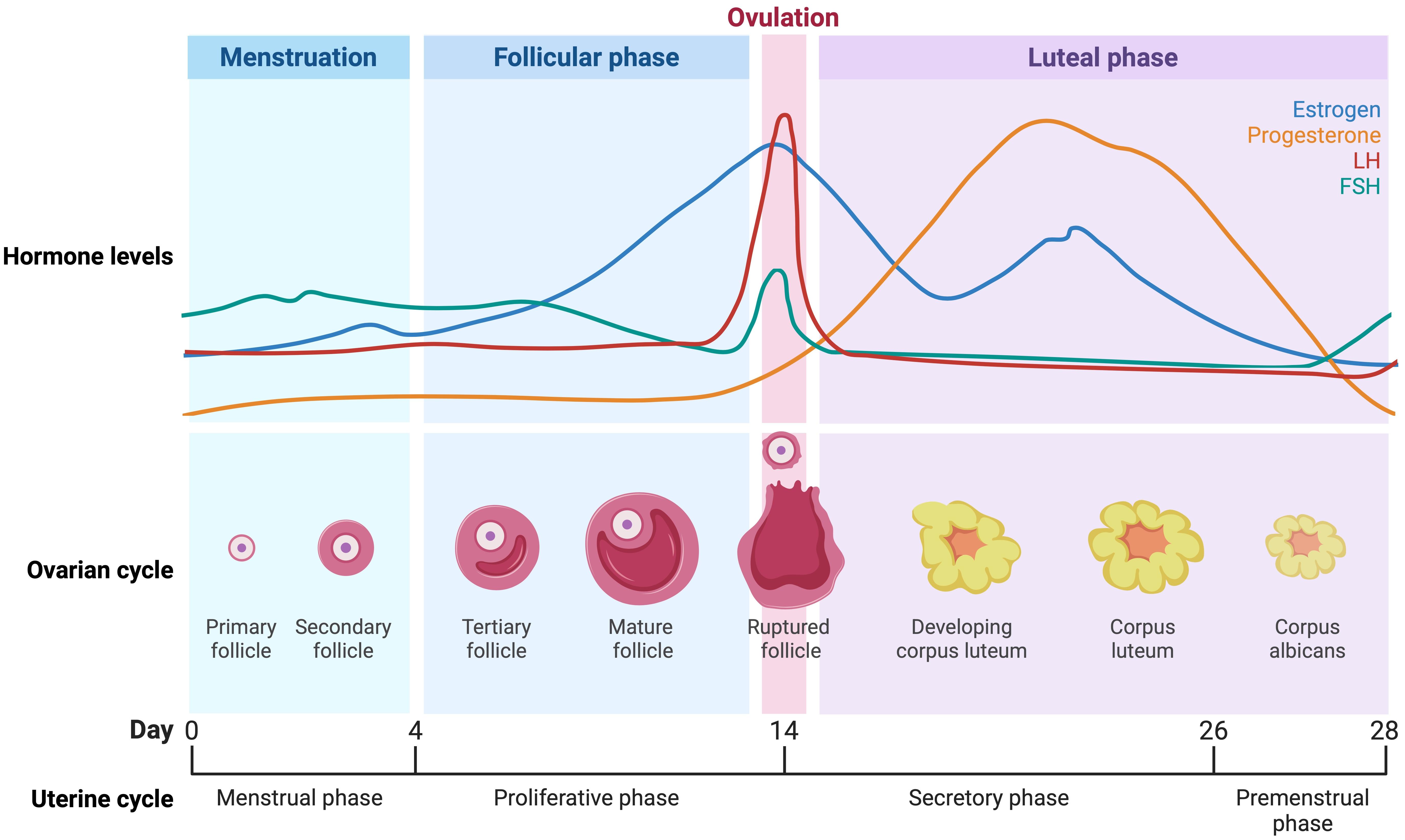 Hormonal fluctuations and folliculogenesis during the human 
menstrual cycle, illustrating changes in estrogen, progesterone, luteinizing 
hormone (LH), and follicle-stimulating hormone (FSH), alongside corresponding 
ovarian and uterine phases. Figure created with 
BioRender.com by the authors.